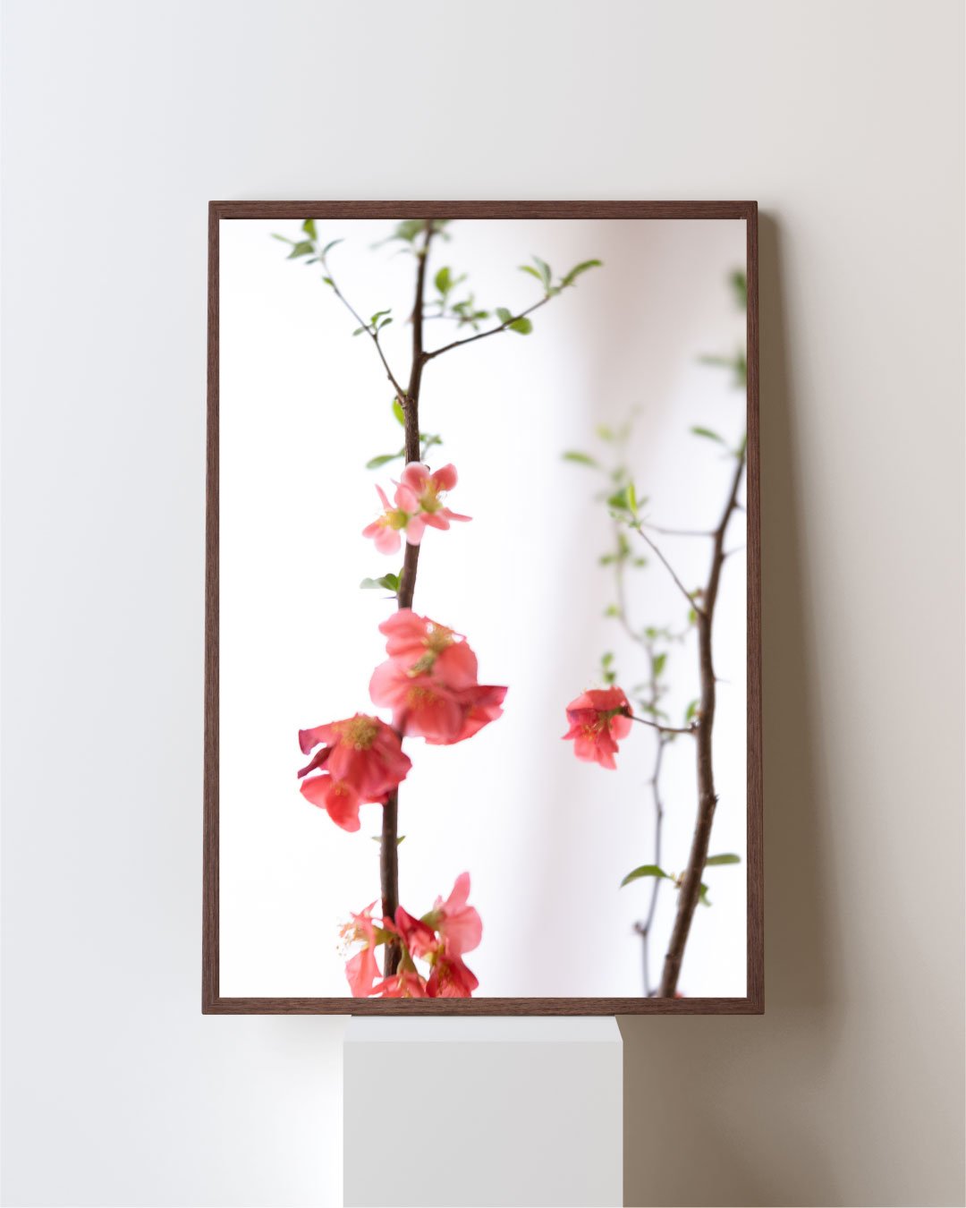 Pink Blossoms