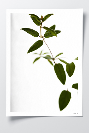 HoneySuckle.png