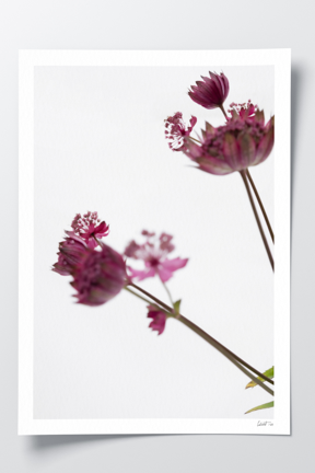 Baby Blooms.png