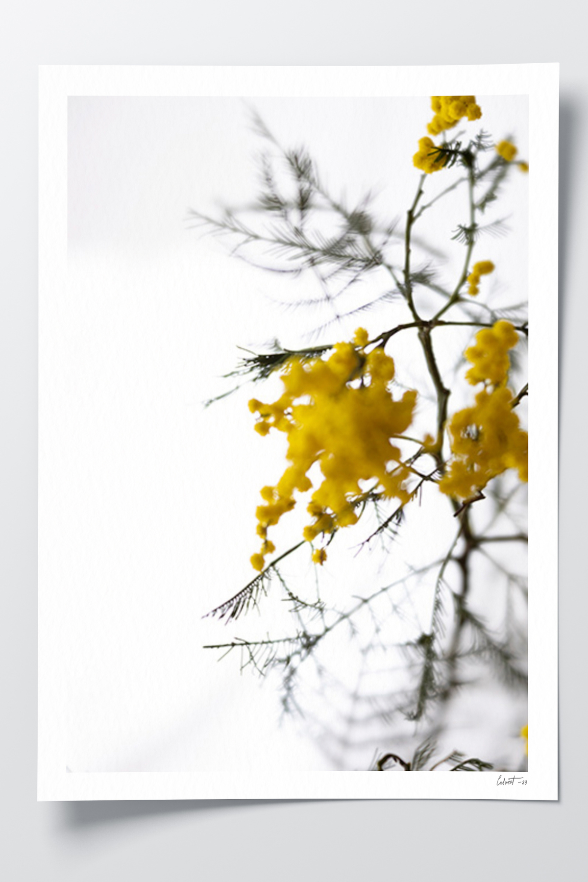 Wattle.png