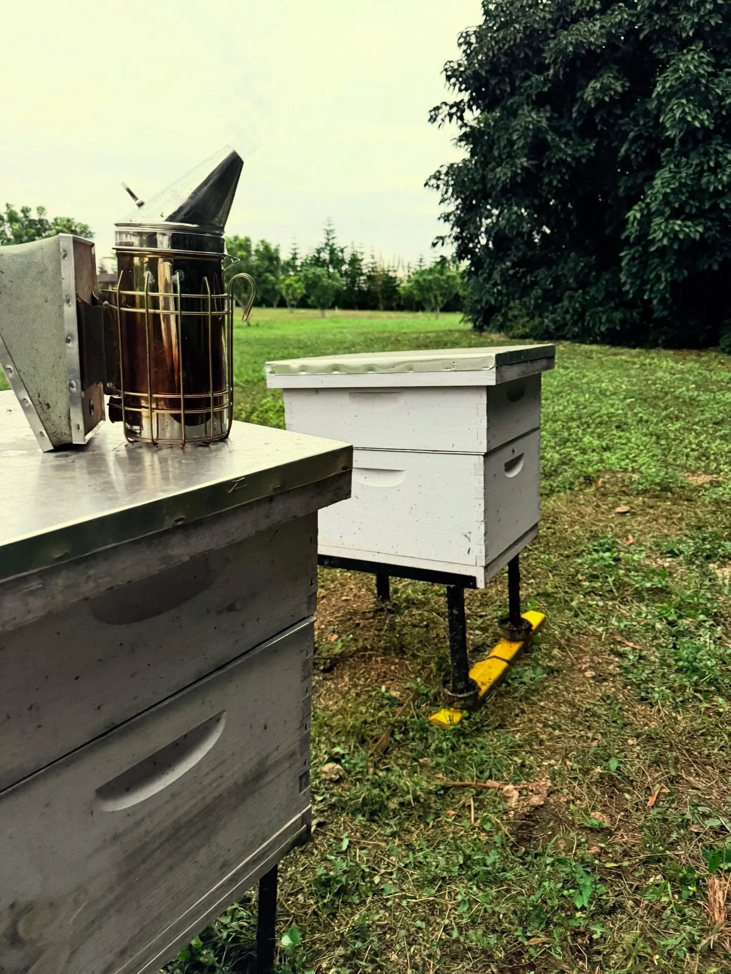 Chocks making a solid stand for the bee boxes 🐝 #chocksoff #innovation #farmhaul#beekeeperslife

Protect your bees during the cold snap!
