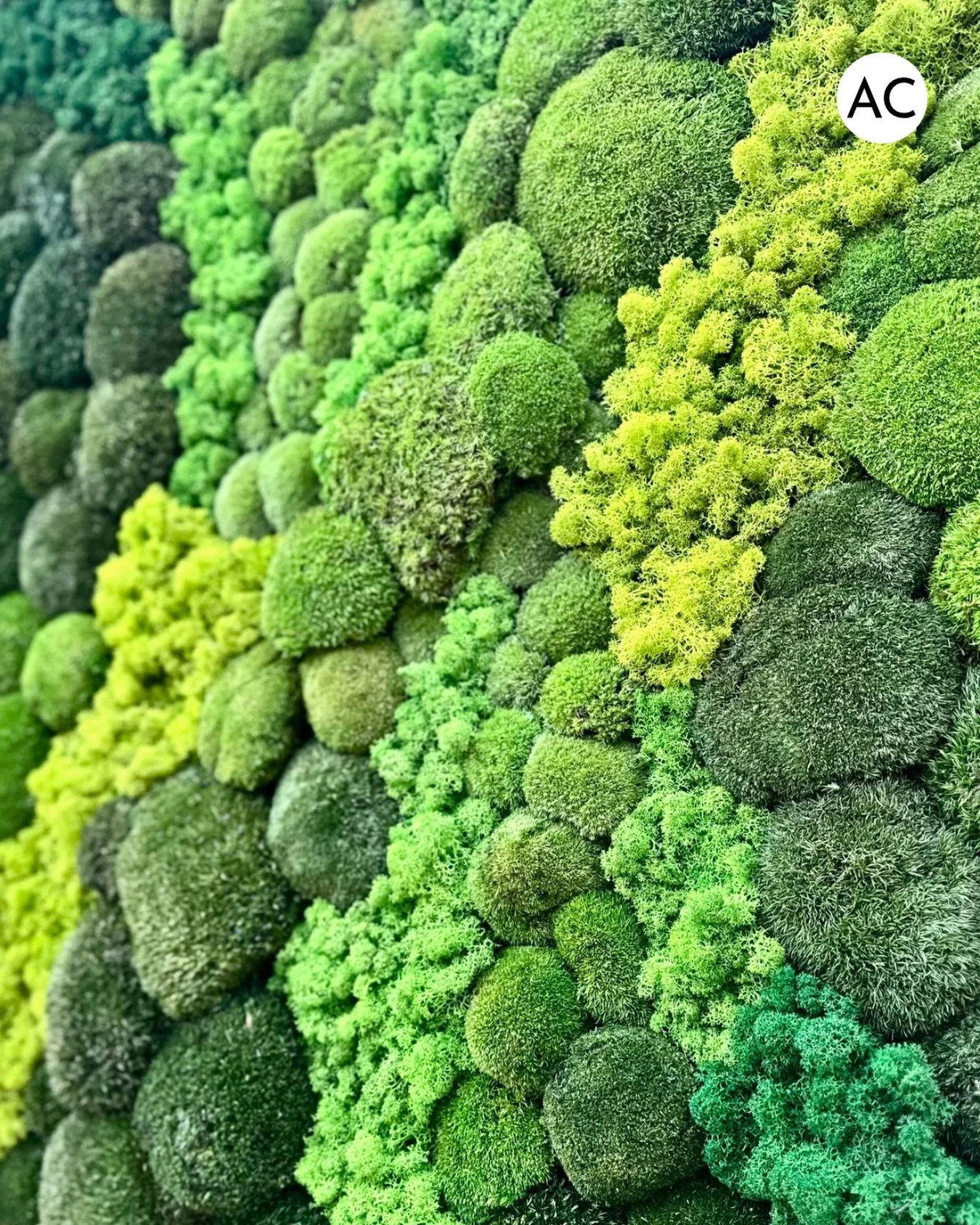 Texture. Depth. Dimension.
Preserved moss brings a sense of calm and connection to interior spaces, transforming walls into living works of art&mdash;rooted in nature, crafted with intention.

🌿 Antheia Collective

#PreservedMoss #MossWall #GardenWa
