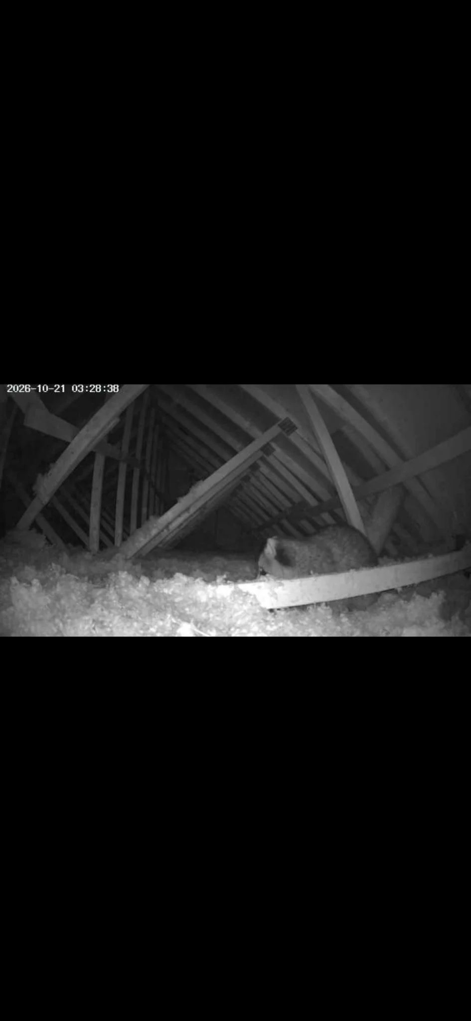 Attic camera still of a raccoon in attic insulation.