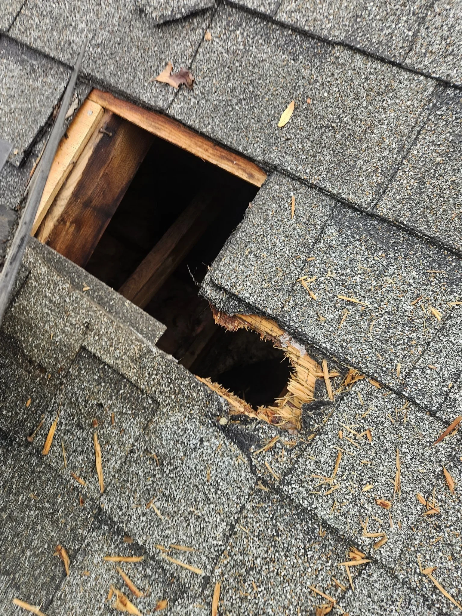 Chewed hole in roof deck at a vent.