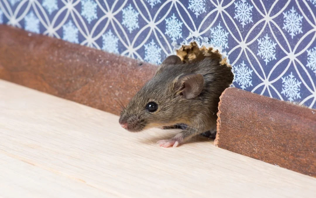 A small mouse emerging from a hole in a decorative cardboard tube on a light-colored wooden surface, with a background featuring a blue and white snowflake pattern.
