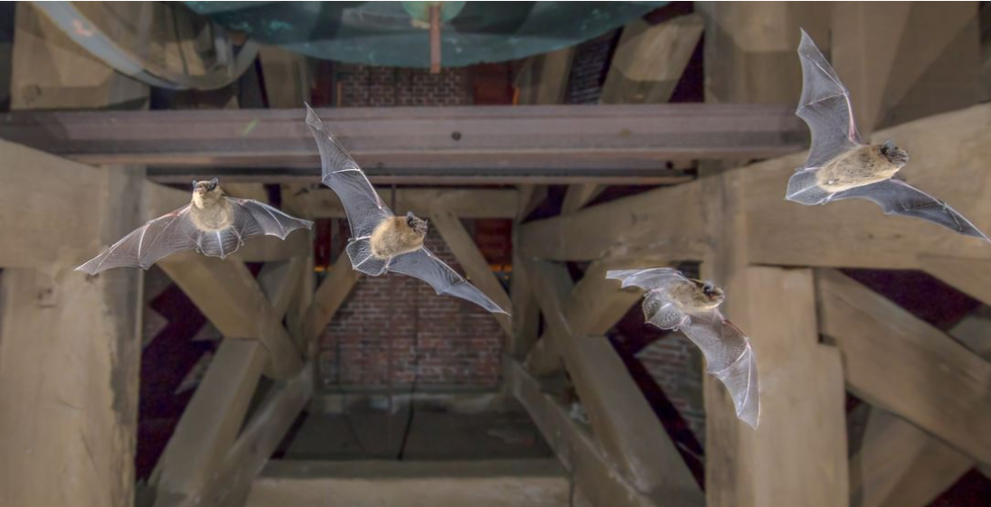Bats flying inside the attics