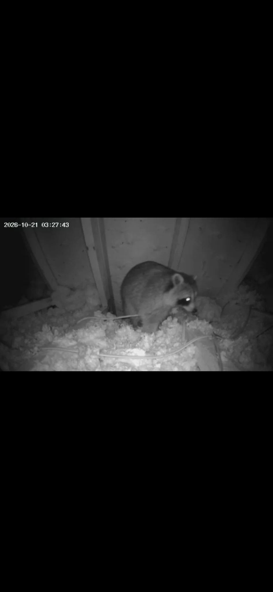 Attic camera still of a raccoon in attic insulation.