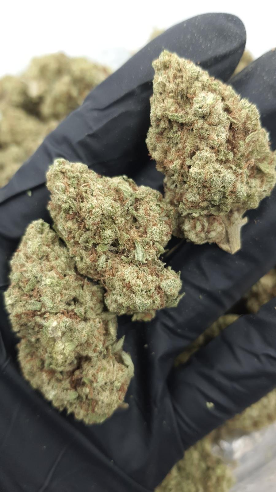 PJCLA - Lemon OG