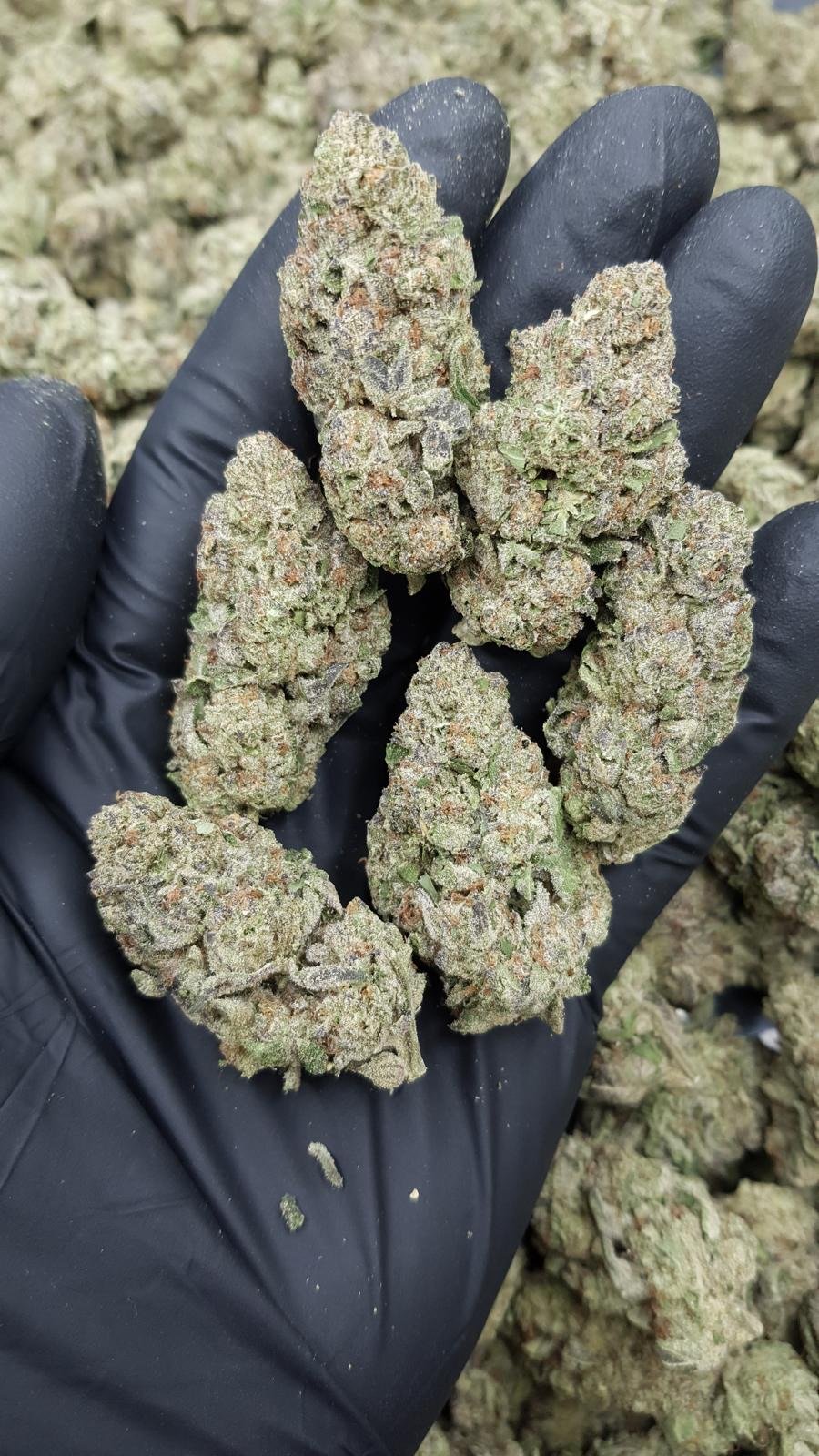 PJCLA - Black Truffle