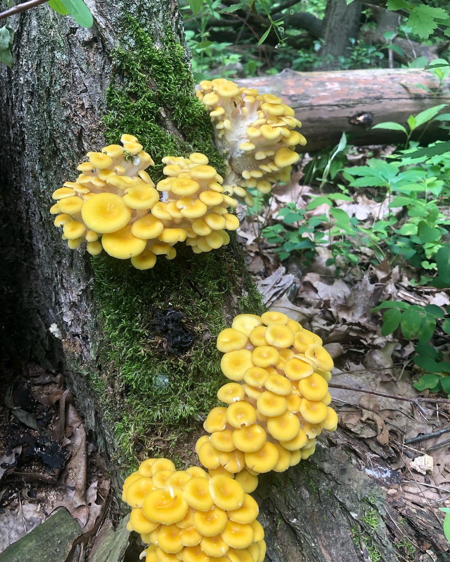 Cluster of yellow mushrooms growing on a mossy tree trunk in a forest.
