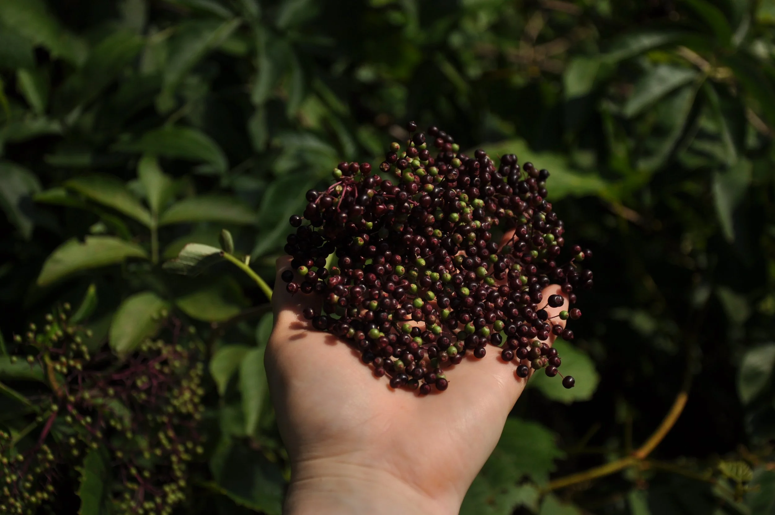 Wild harvested Black Elderberry