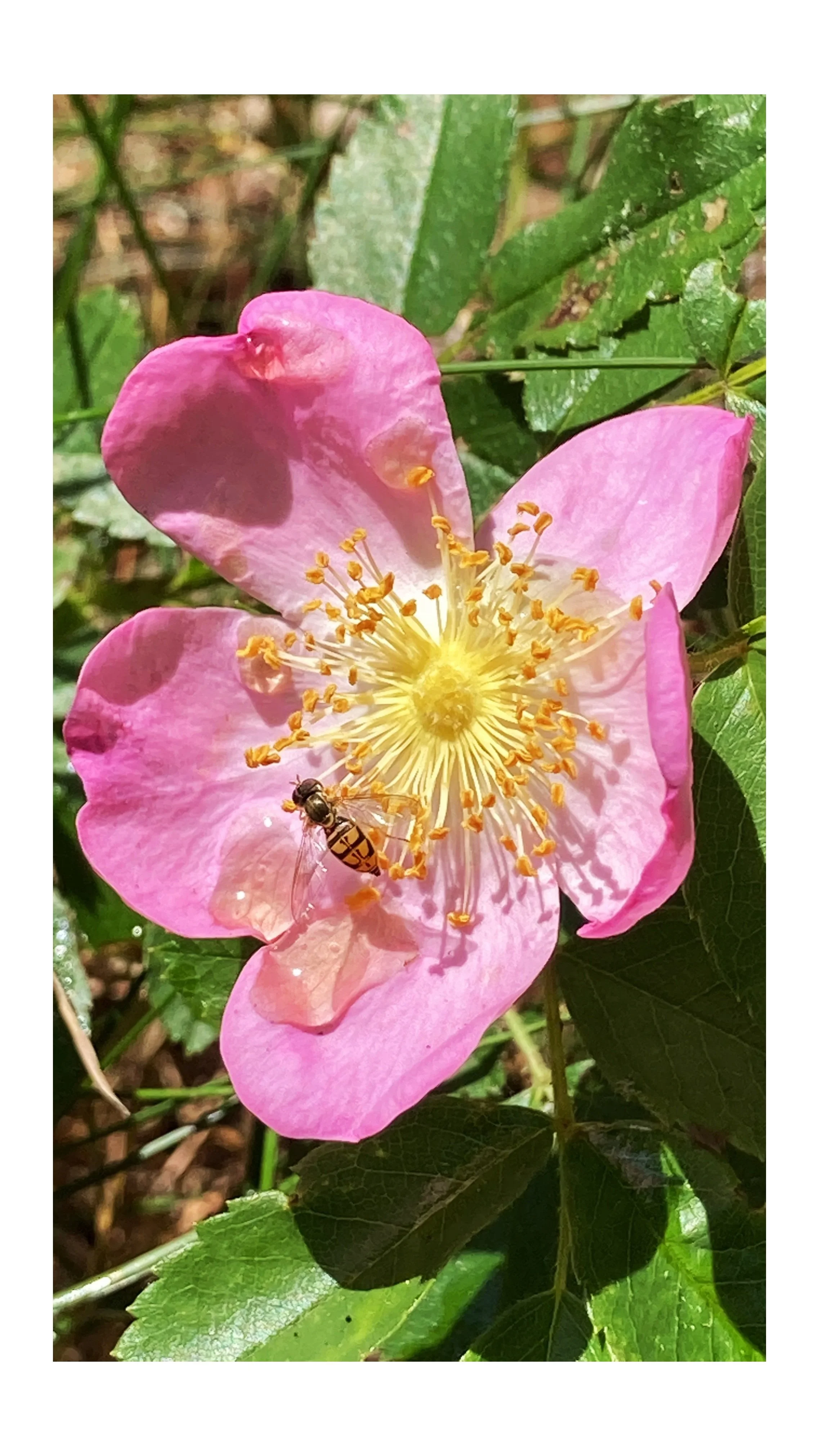 Bee and Rose in bloom