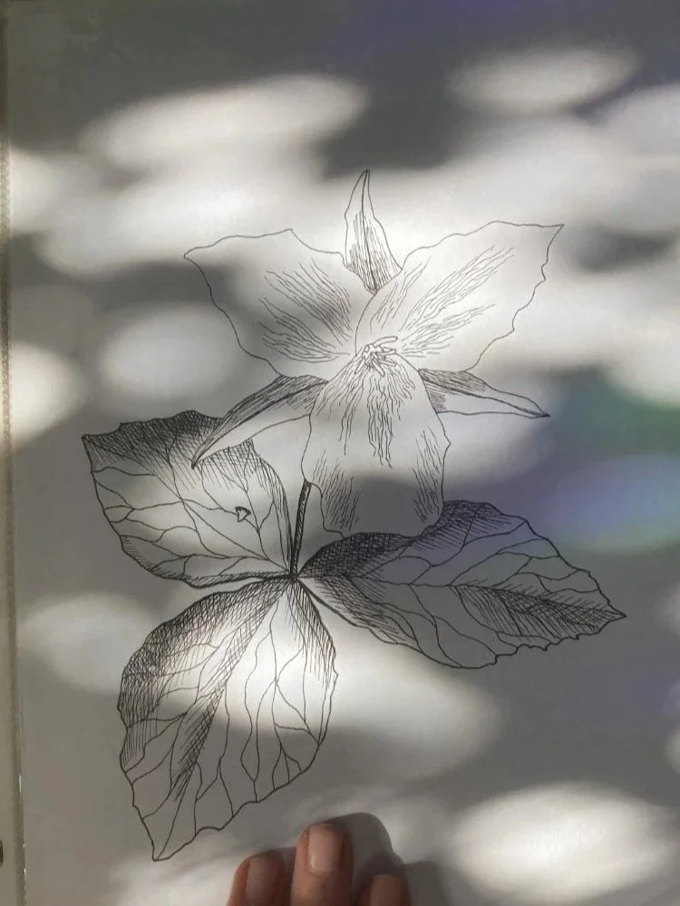 Trillium Pen and Ink