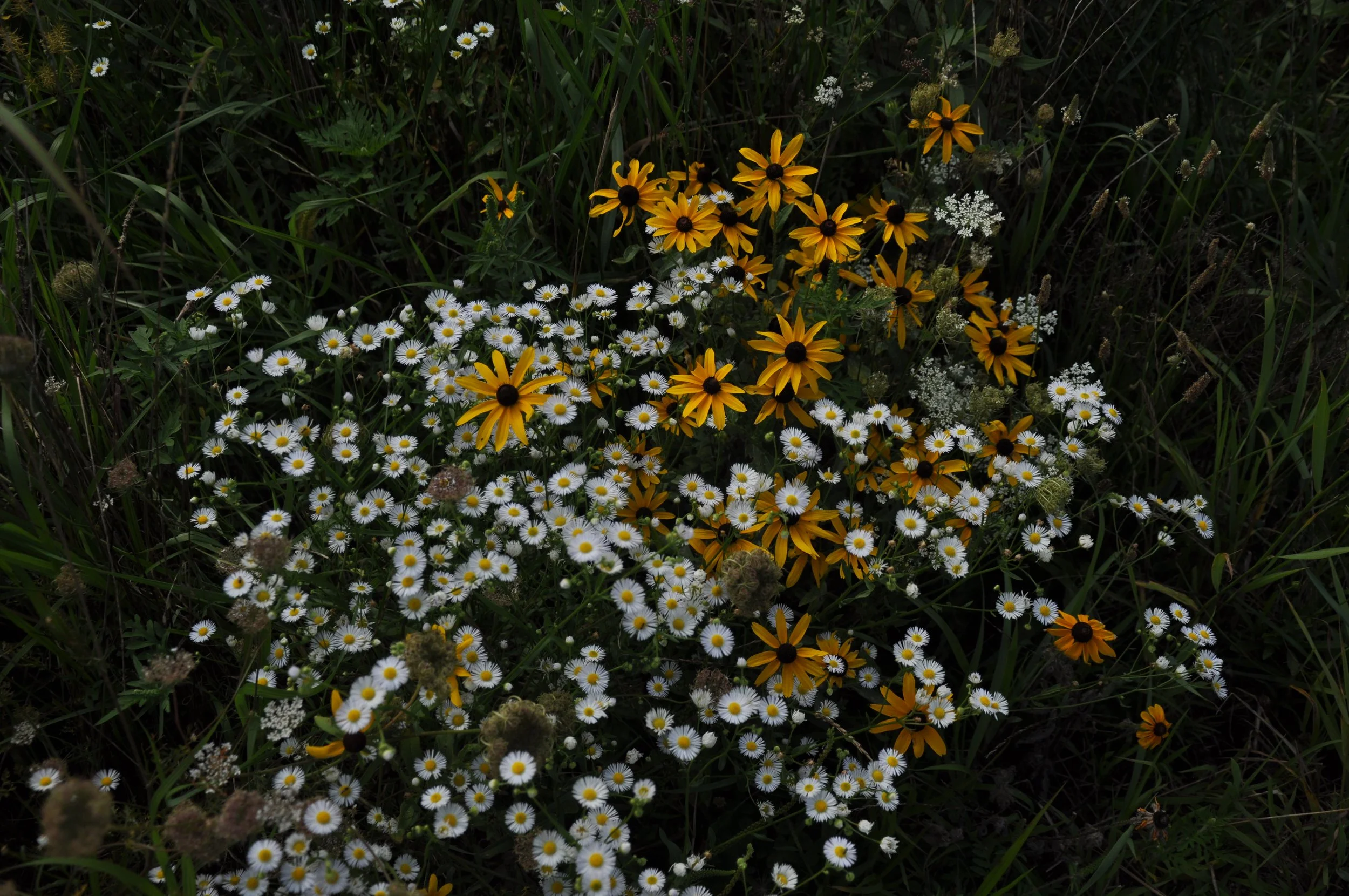 Black Eyed Susan and Aster sp.