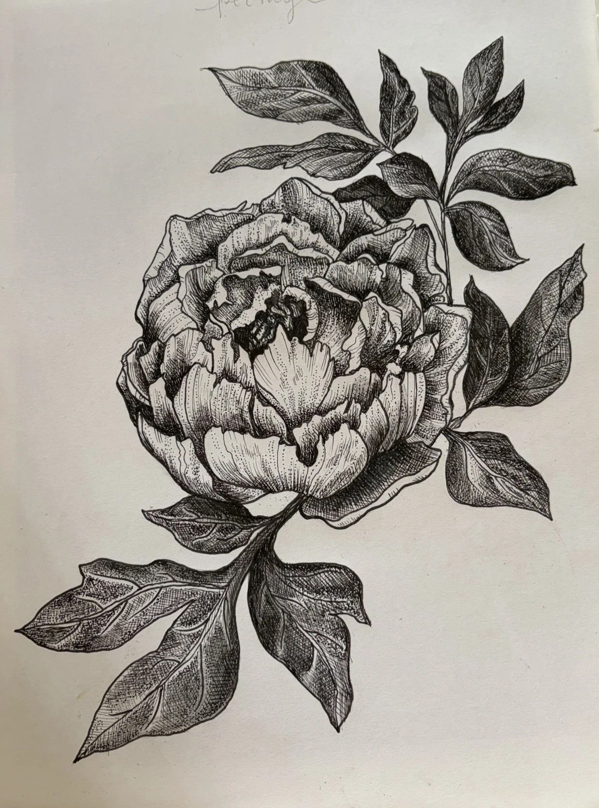 Peony Pen and Ink