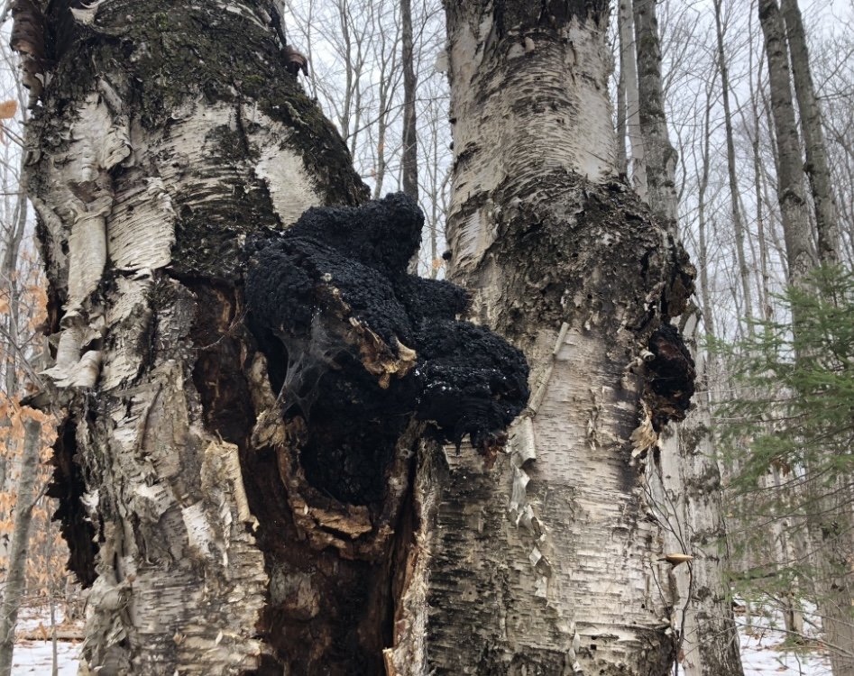Close-up of two birch trees in a forest with a large, black, burnt section on the bark of one tree.