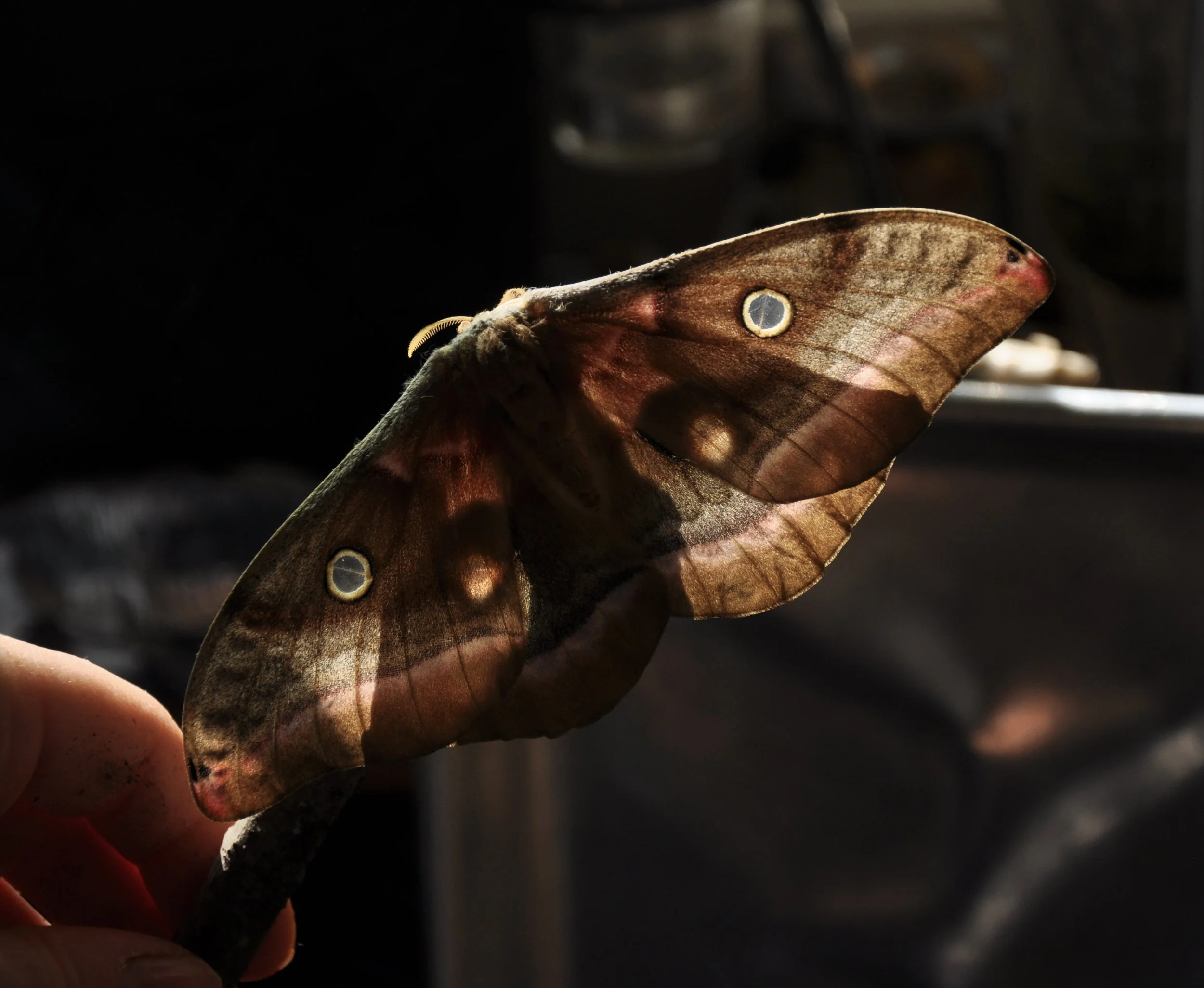Freshly Hatched Polyphemus Moth