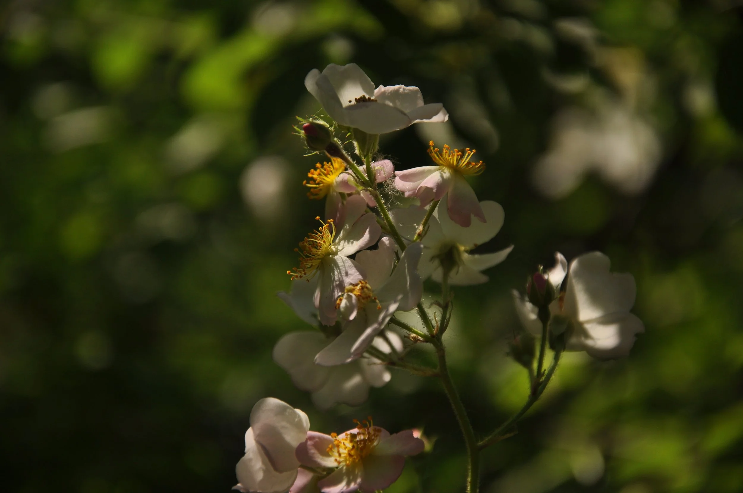 Muliflora Rose