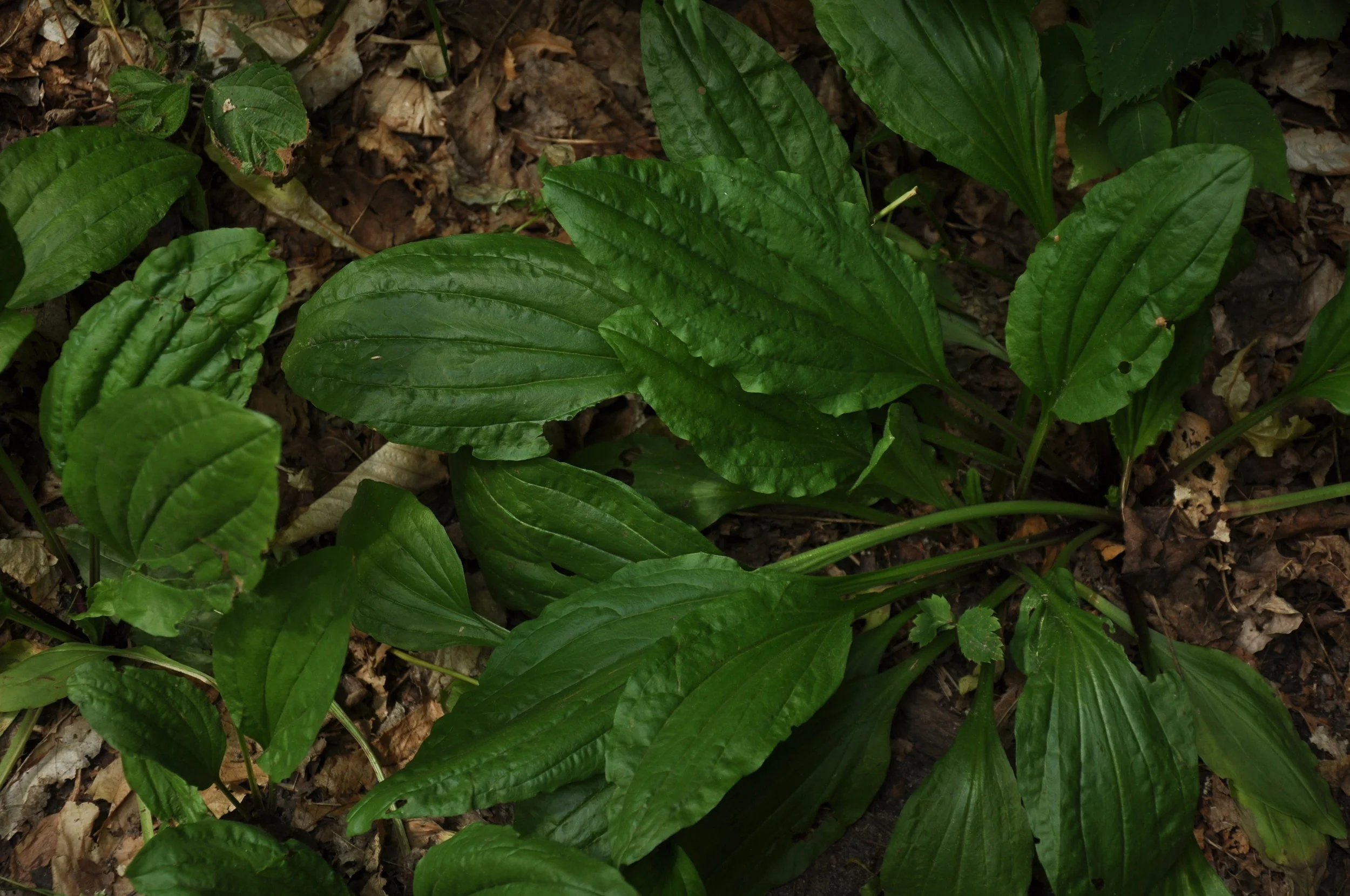 Plantago Major, Plantain