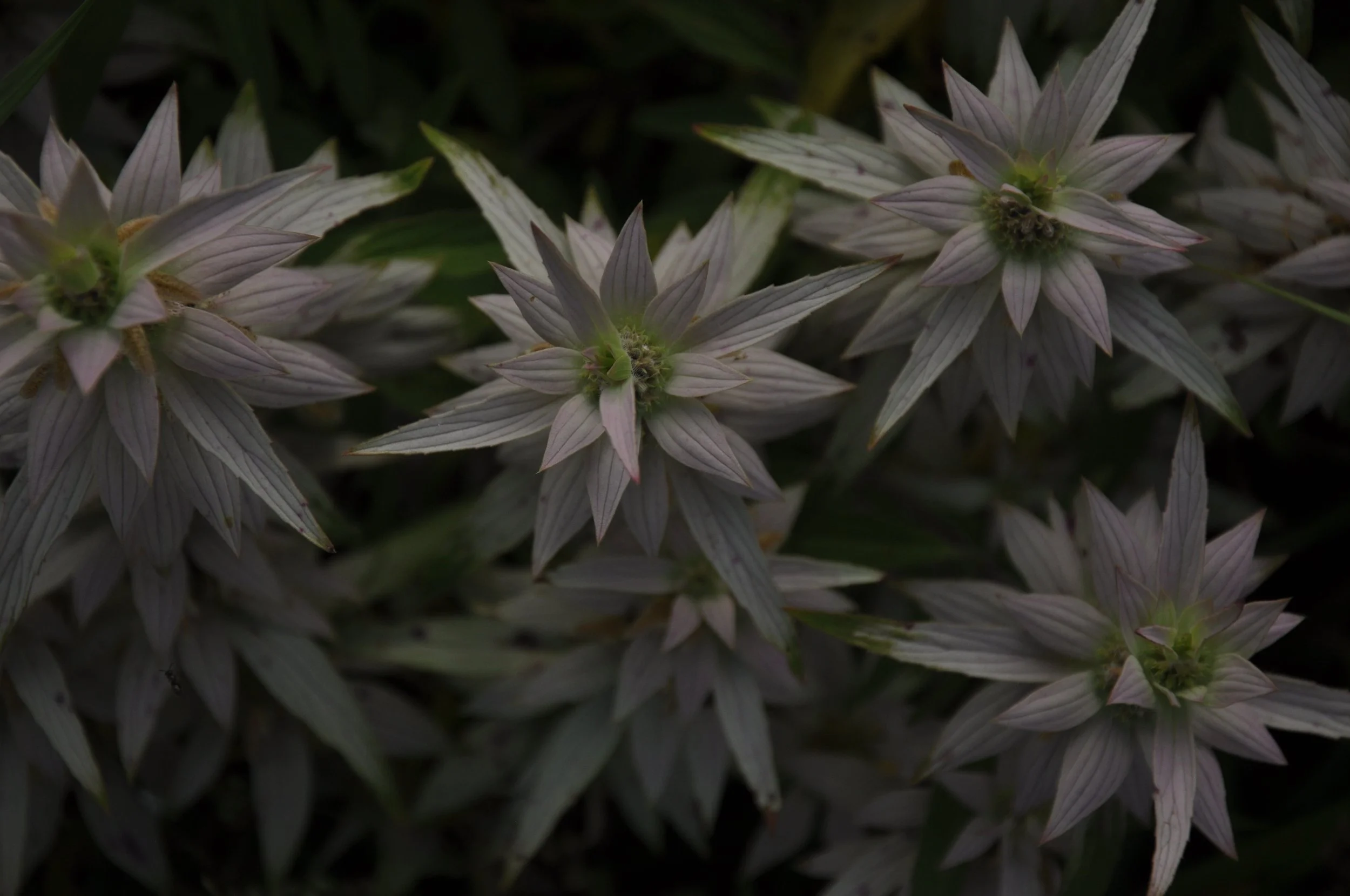 Monarda puntata, Spotted Bee Balm