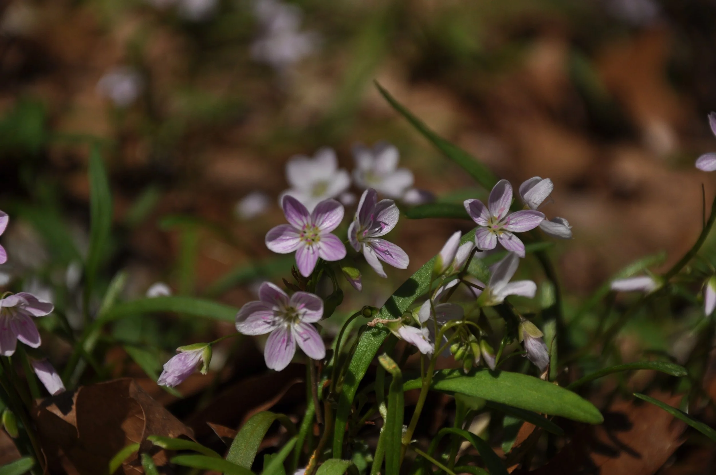 Spring Beauty, Claytonia sp.