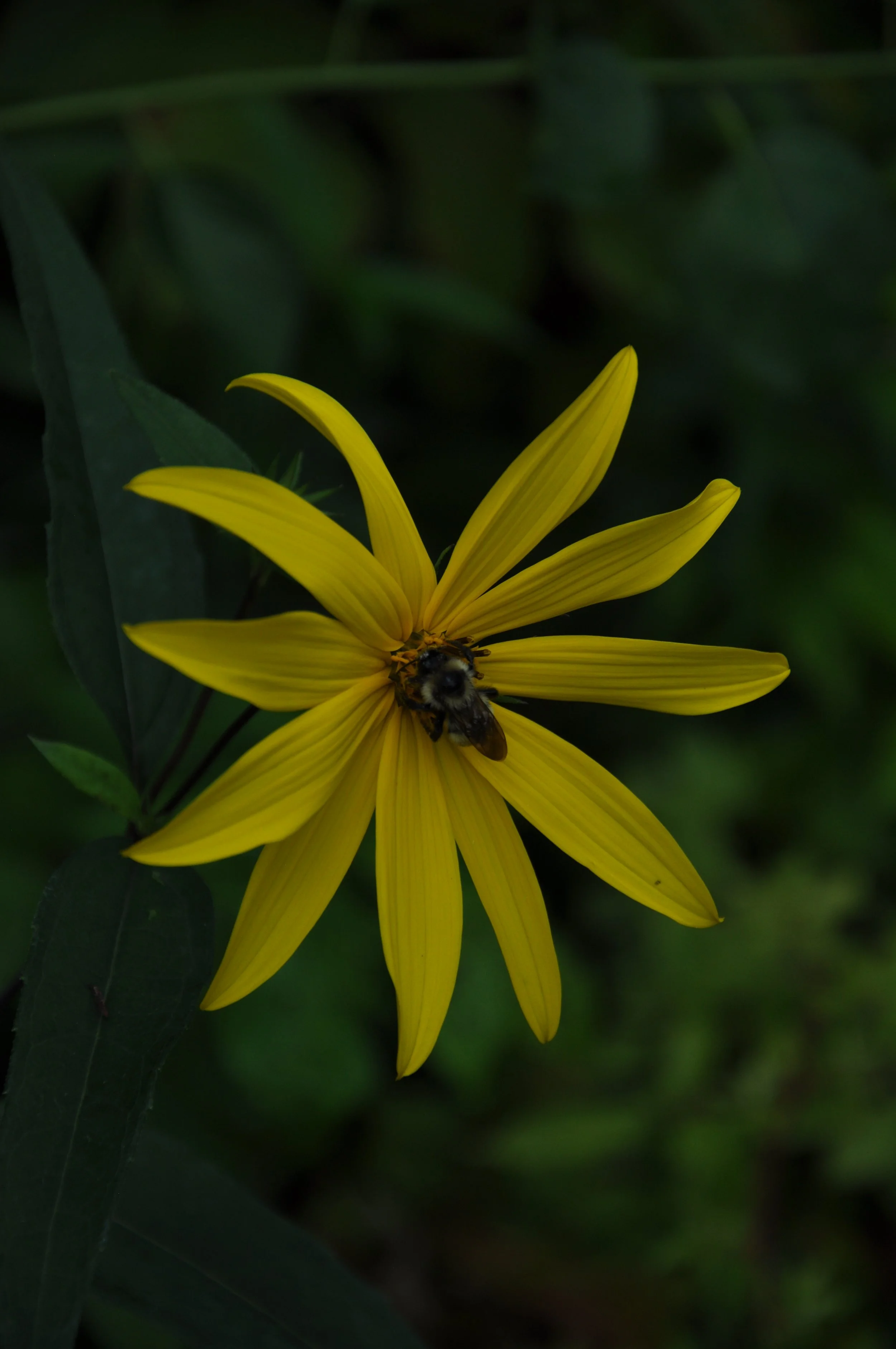 Sunchoke and Bee