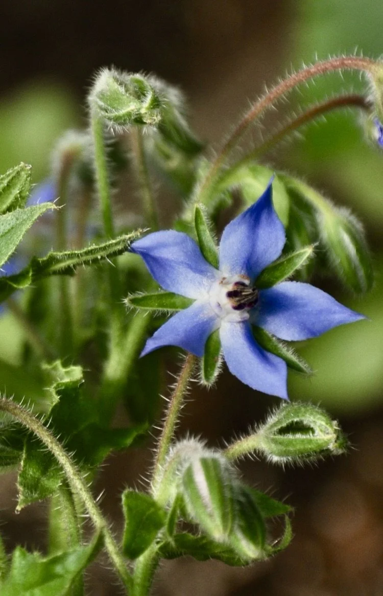 Borage in bloom