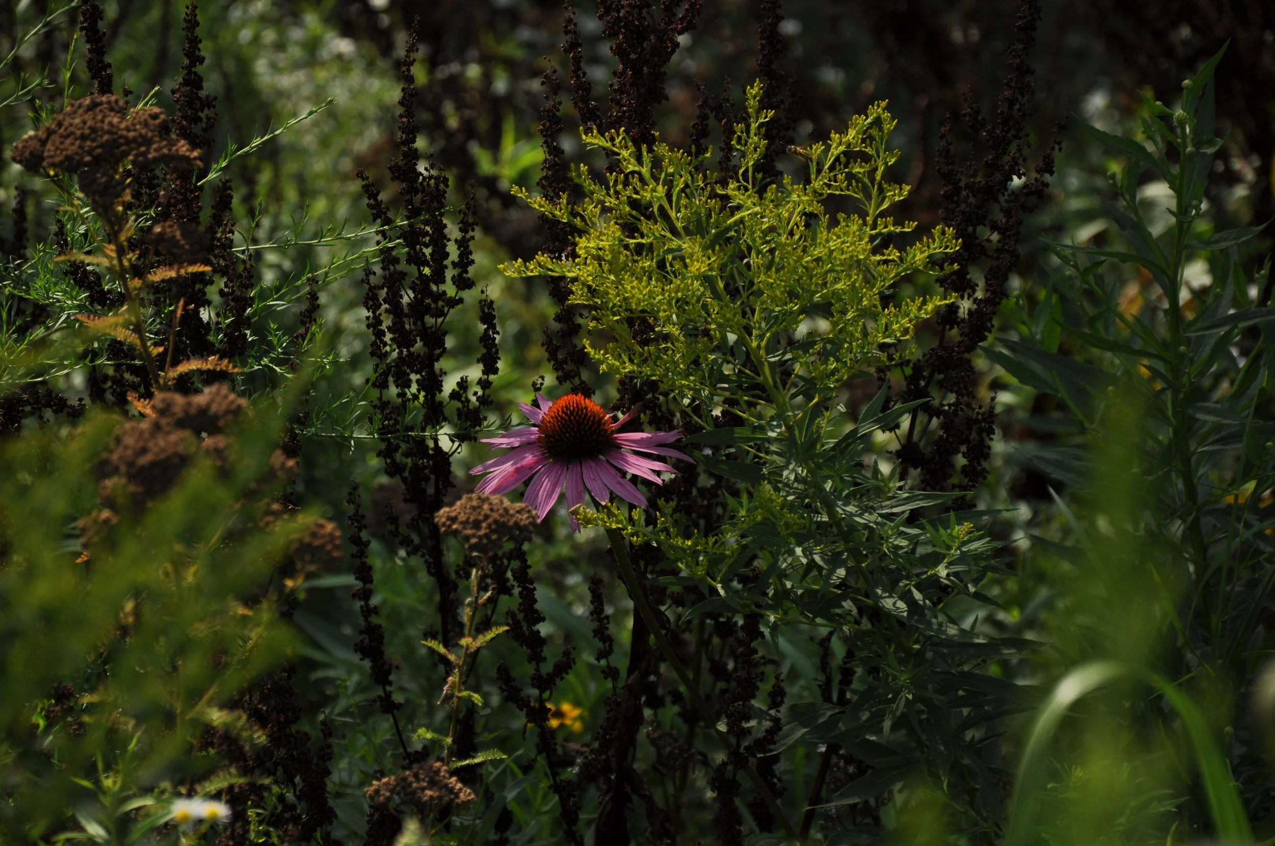 Echinacea in bloom
