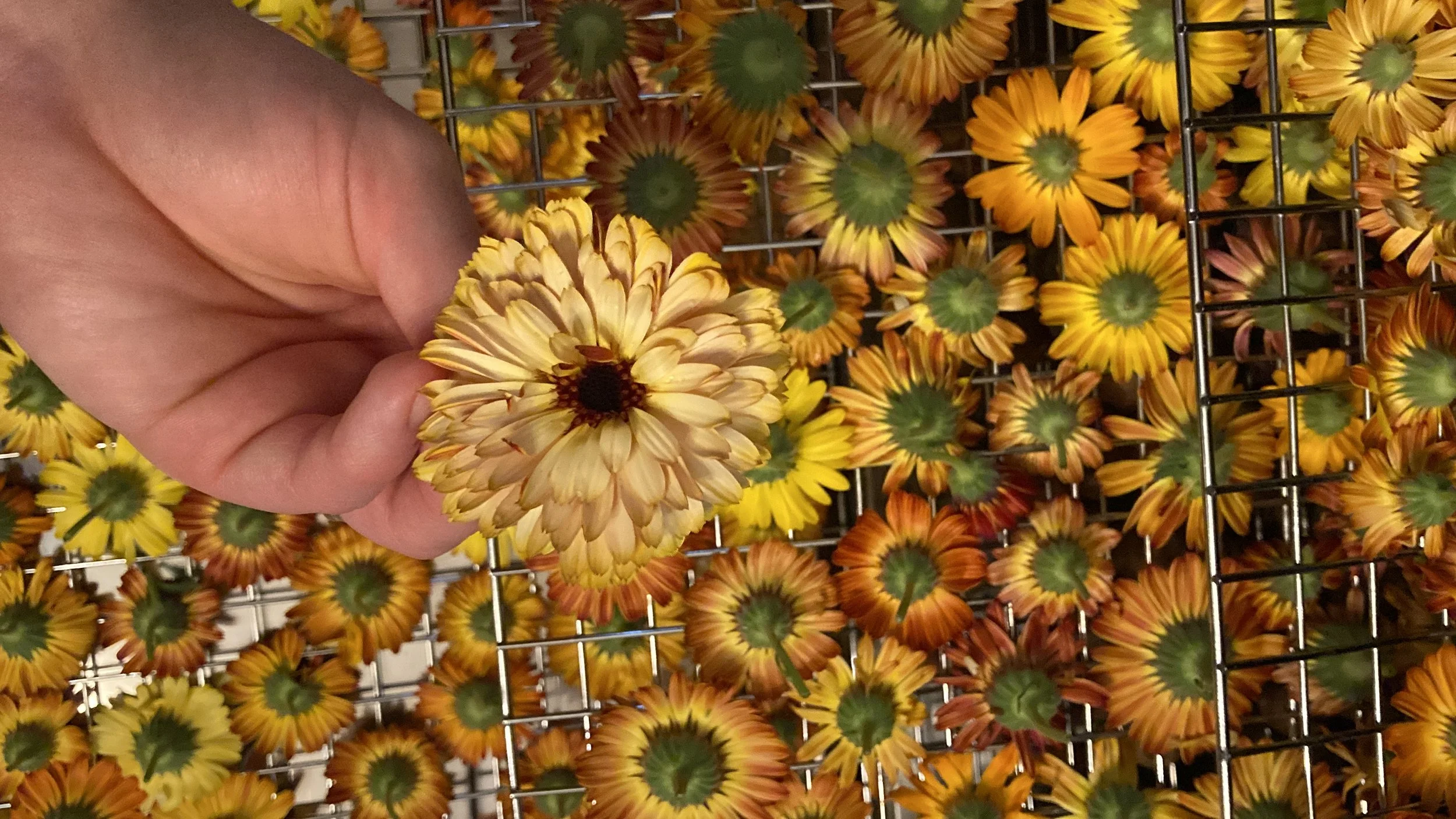 Fresh Calendula from a small local farm