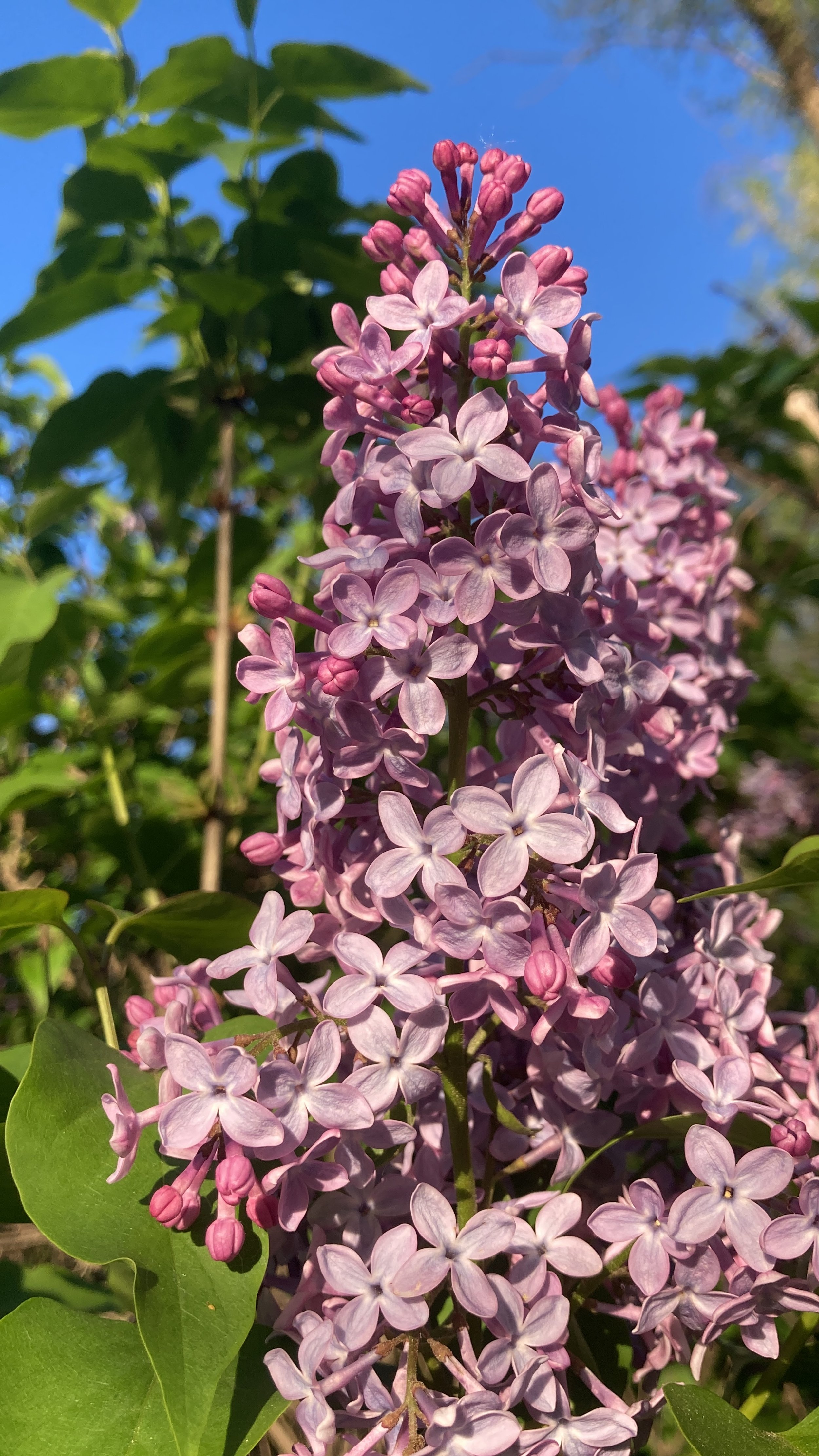 Close-up of a cluster of pinkish-purple lilac flowers against a blue sky with green leaves.