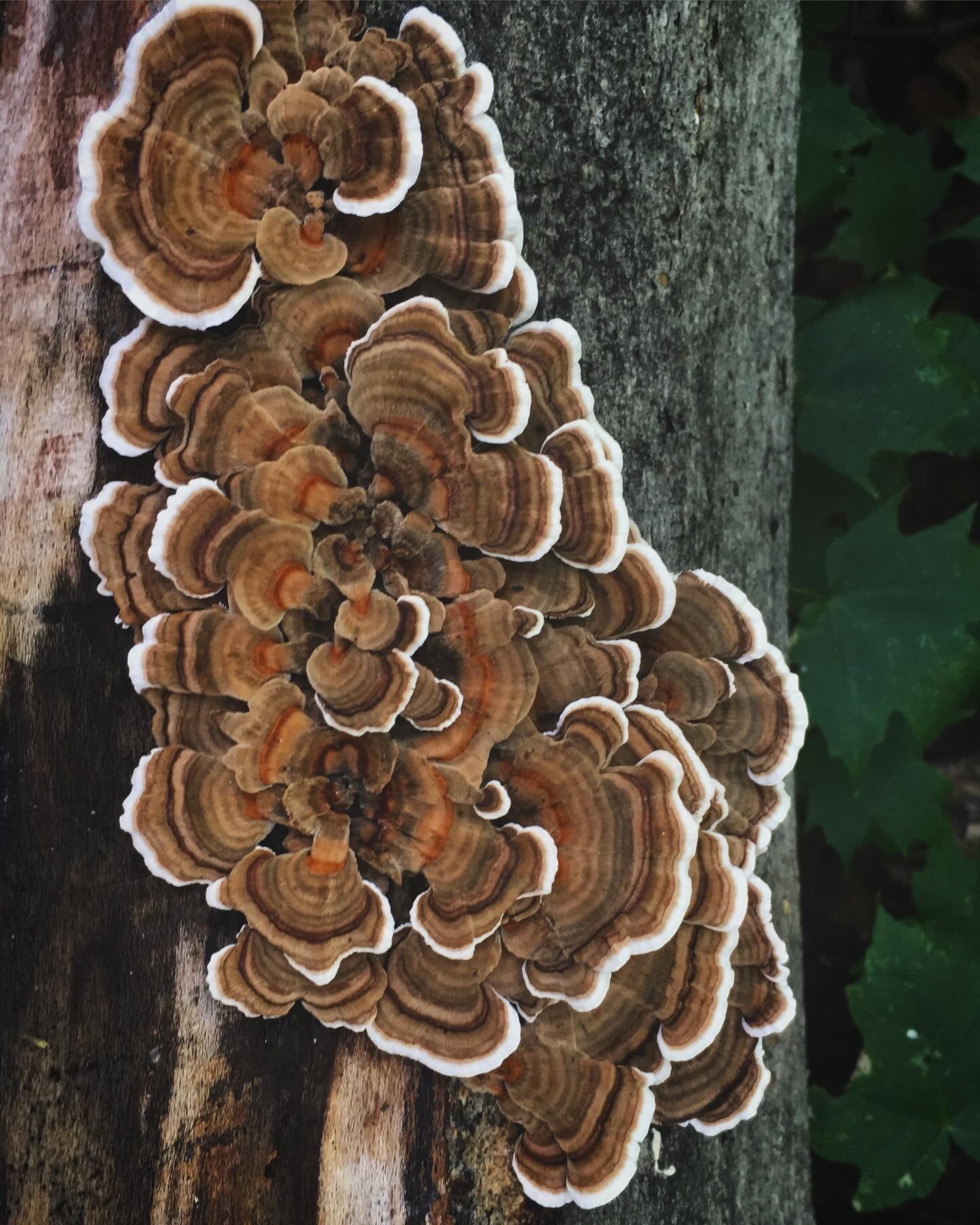 Turkey Tail - Trametes versicolor