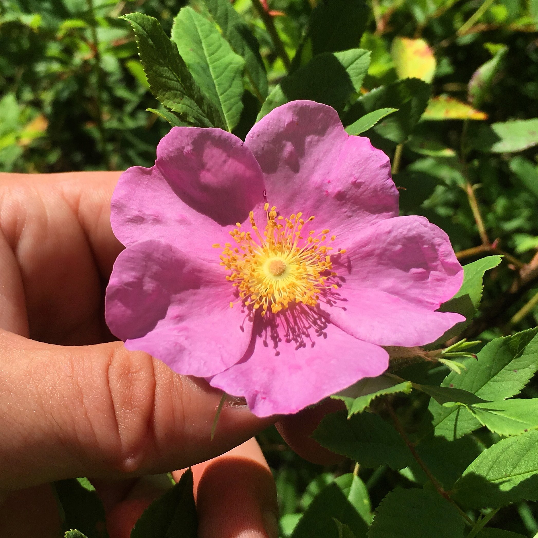 Swamp Rose - Rosa palustris