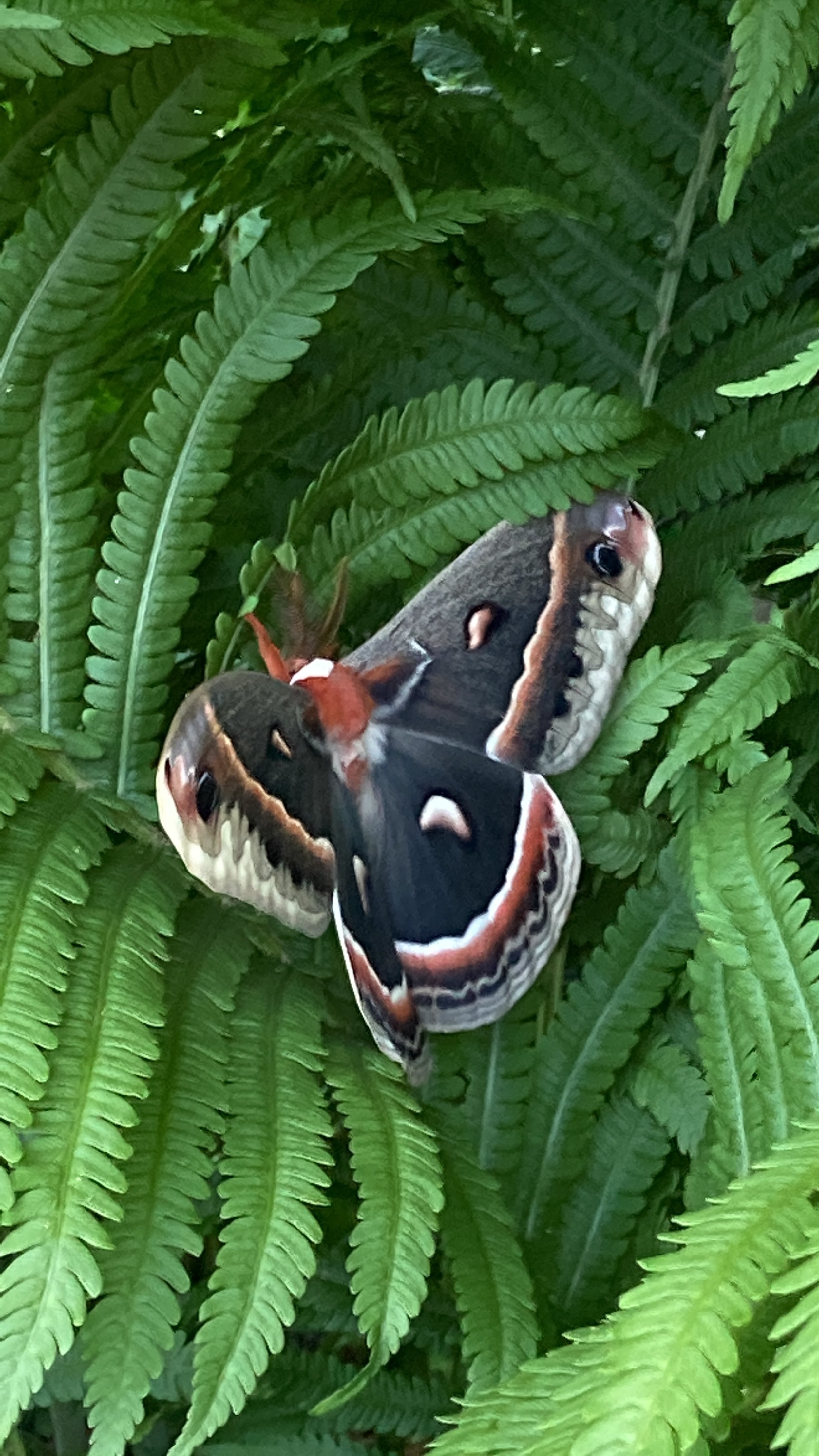 Close-up photo of a large butterfly resting on green fern leaves.