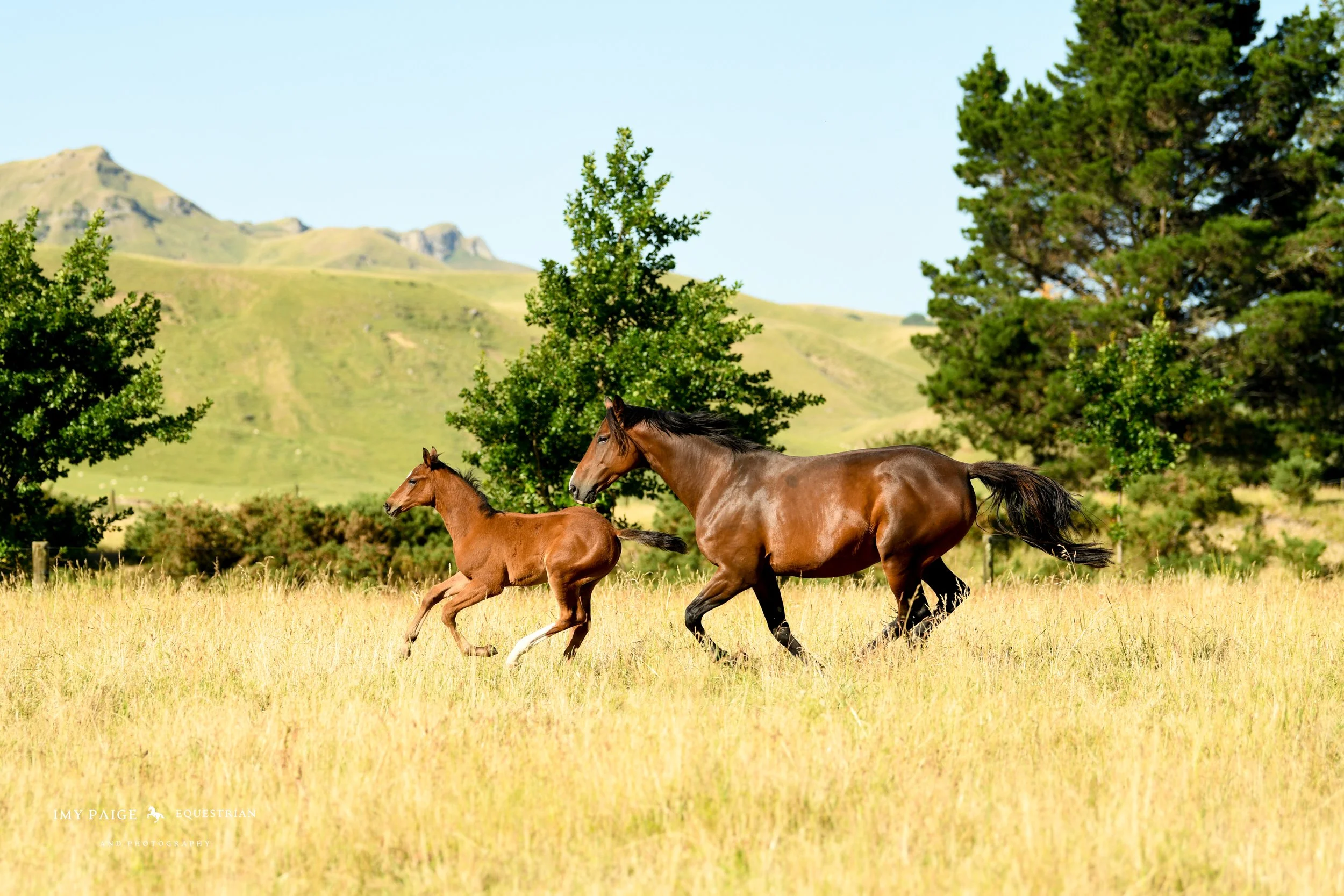 Two horses, a foal and an adult, running in a grassy field with trees and hills in the background during daytime.