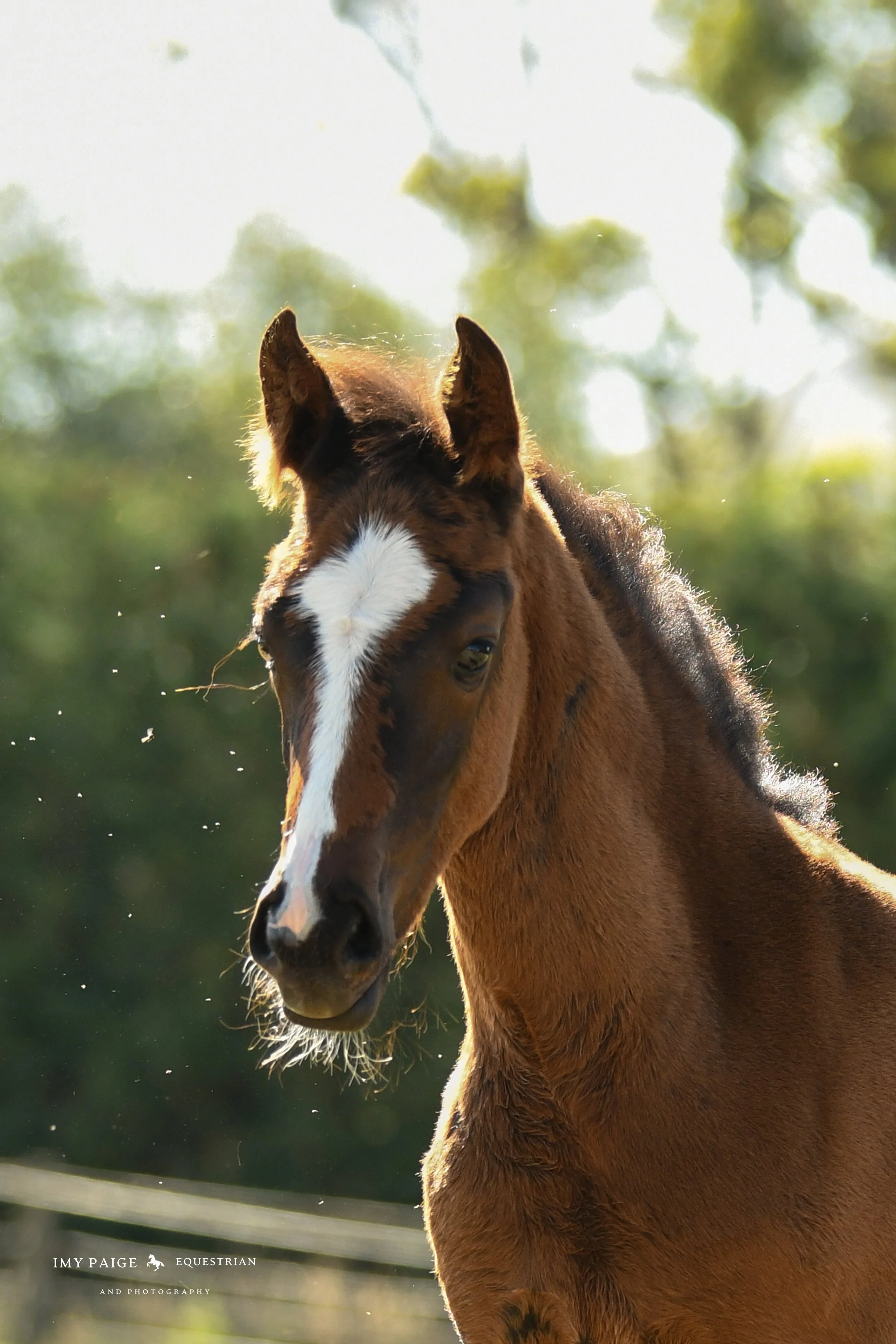 Close-up of a young brown foal with a white blaze on its face, standing outdoors with trees in the background.