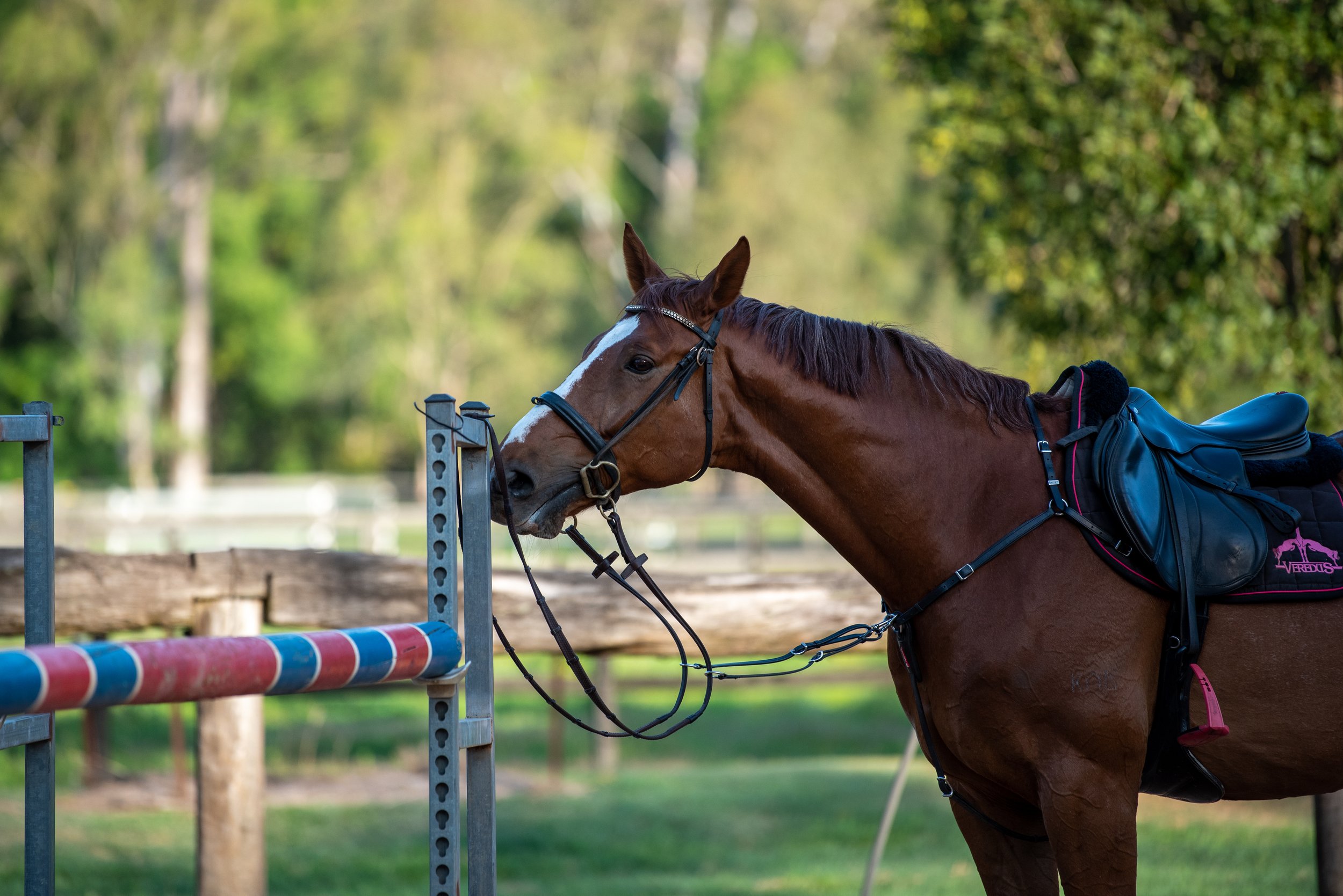 A brown horse with a black saddle and bridle, leaning its head against a red, white, and blue jumping pole at an outdoor riding arena, with green trees in the background.