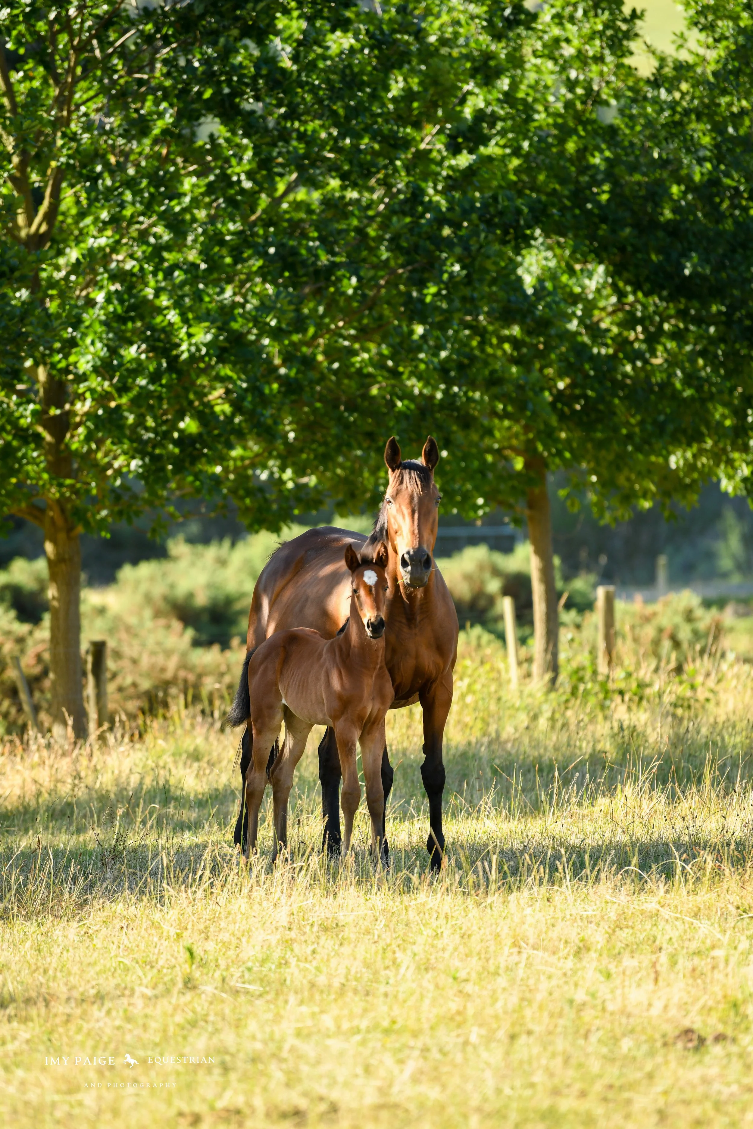 A mare and foal standing in a sunlit grassy field under leafy green trees.