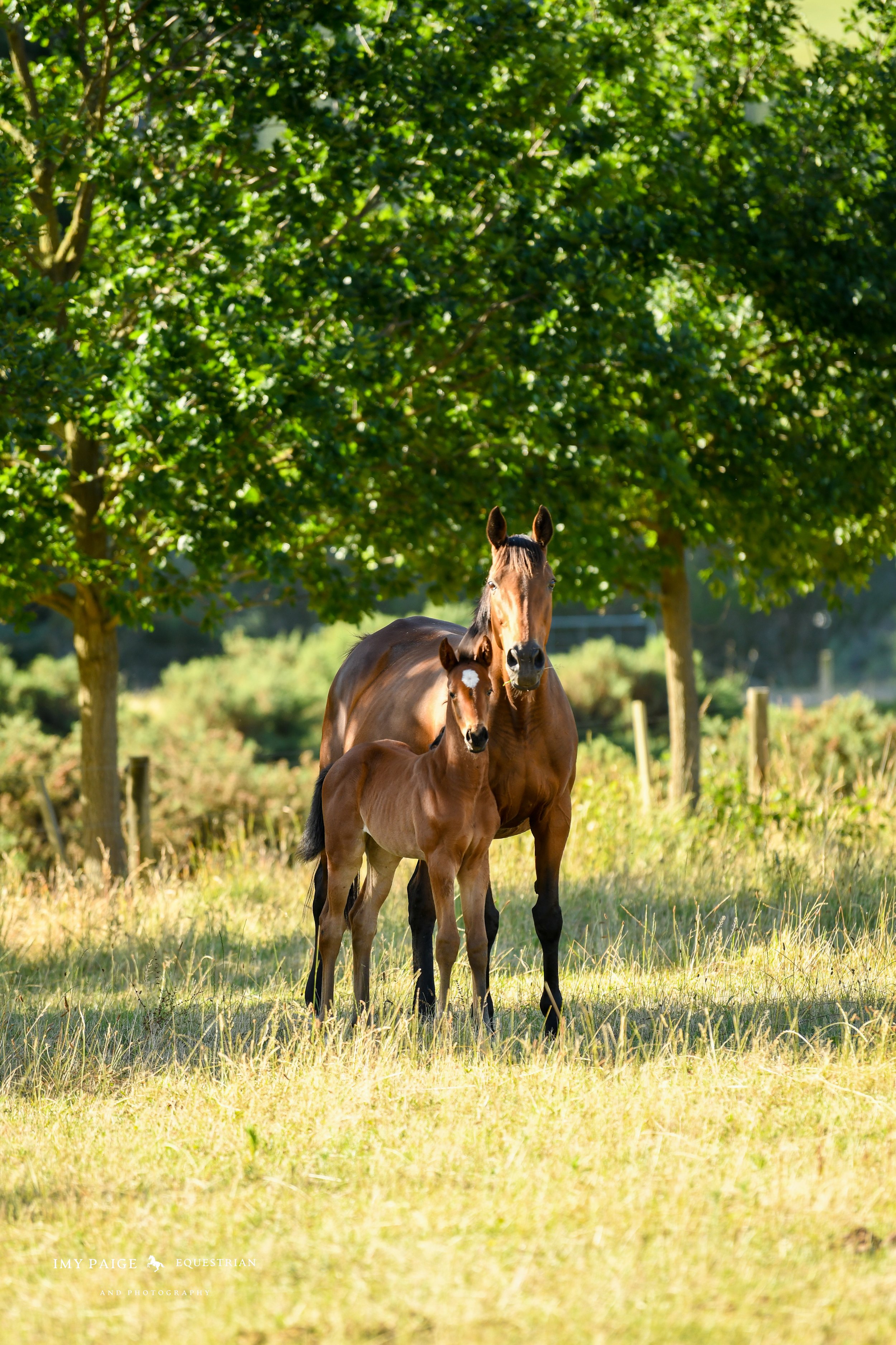 A mare and her foal standing in a grassy field with trees in the background.
