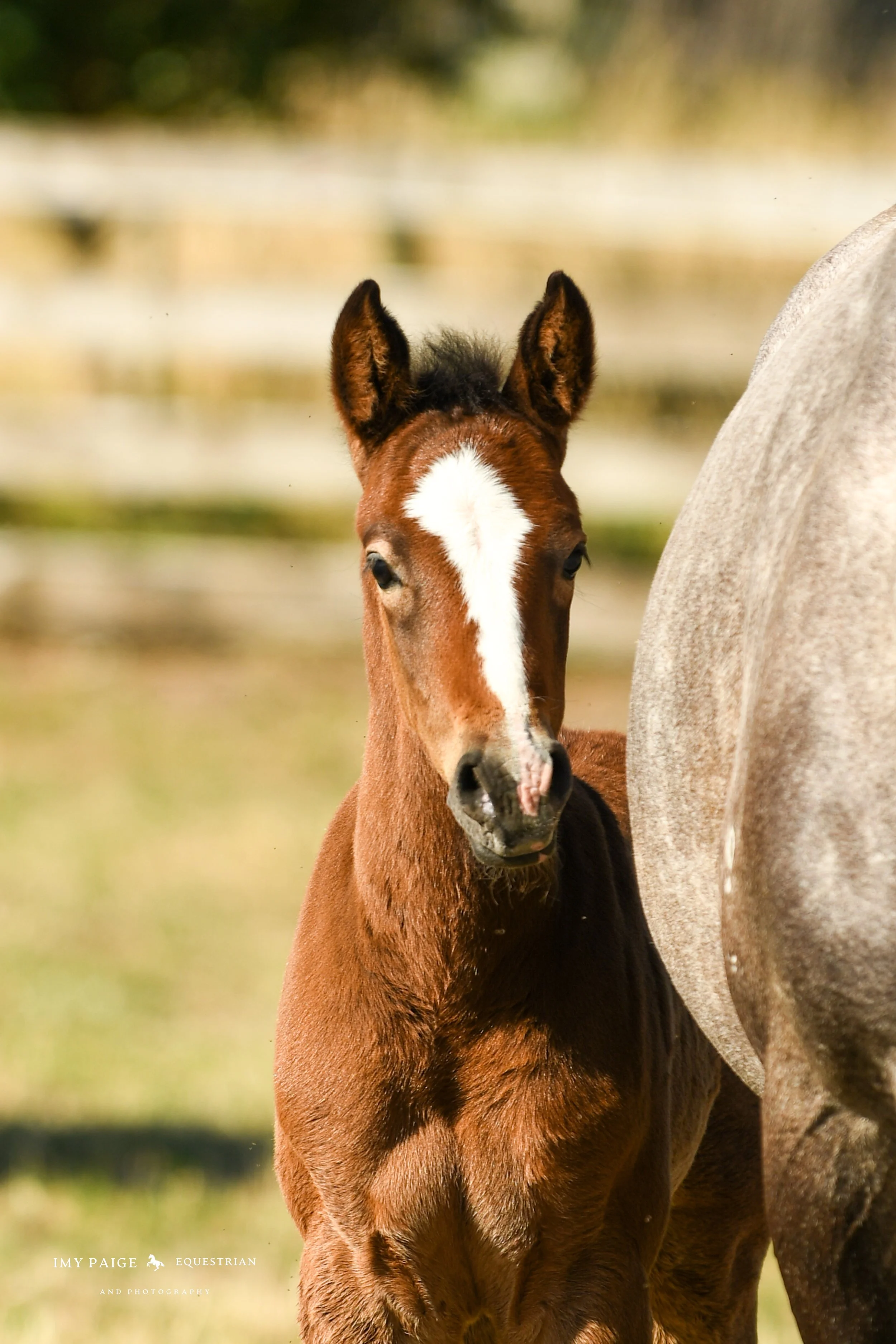 A brown foal standing next to a gray horse on a grassy field.