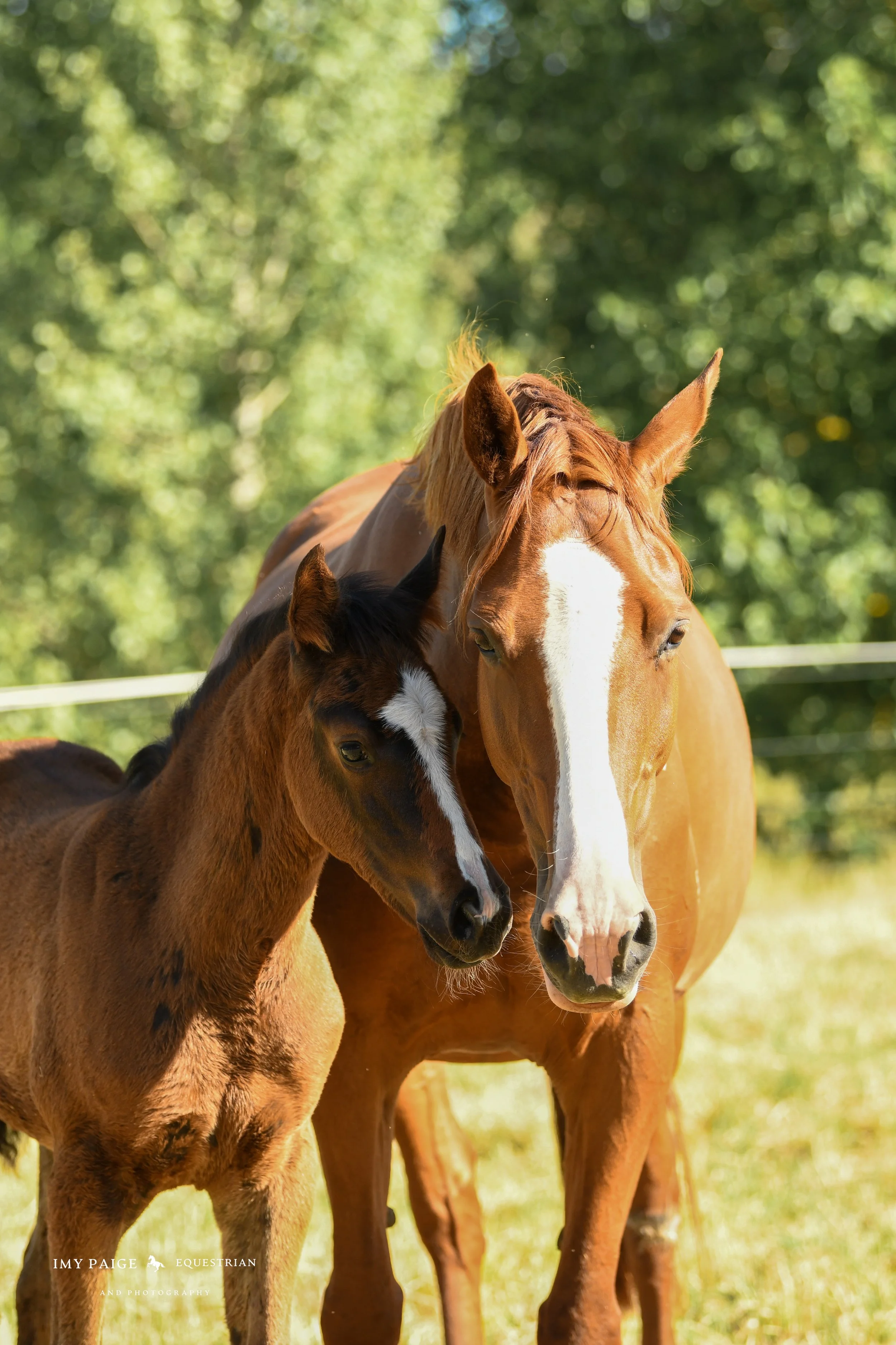 A mare and her foal standing together outdoors in a grassy field with trees in the background.