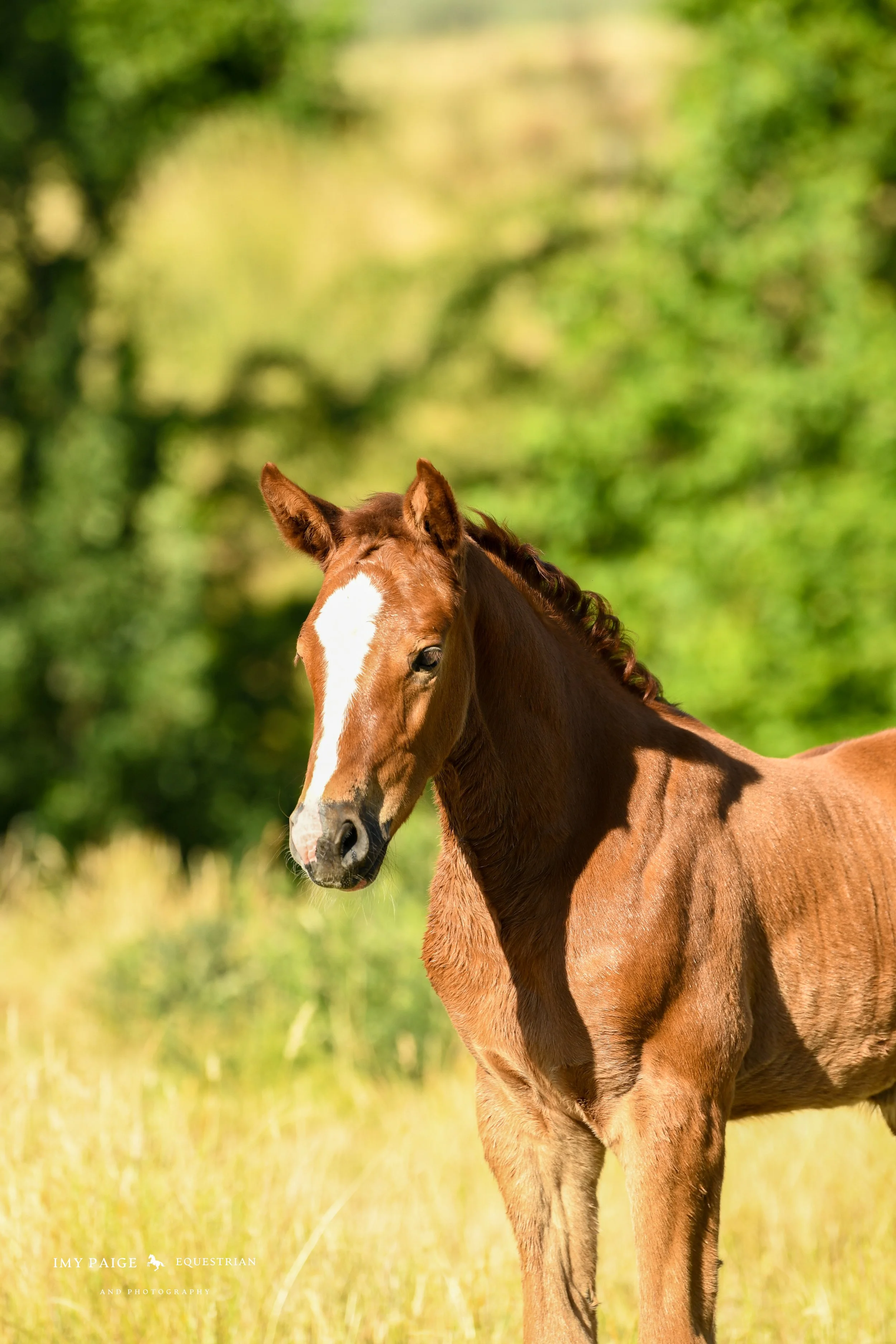 A brown foal with a white stripe on its face stands in a grassy field with blurred green trees in the background.