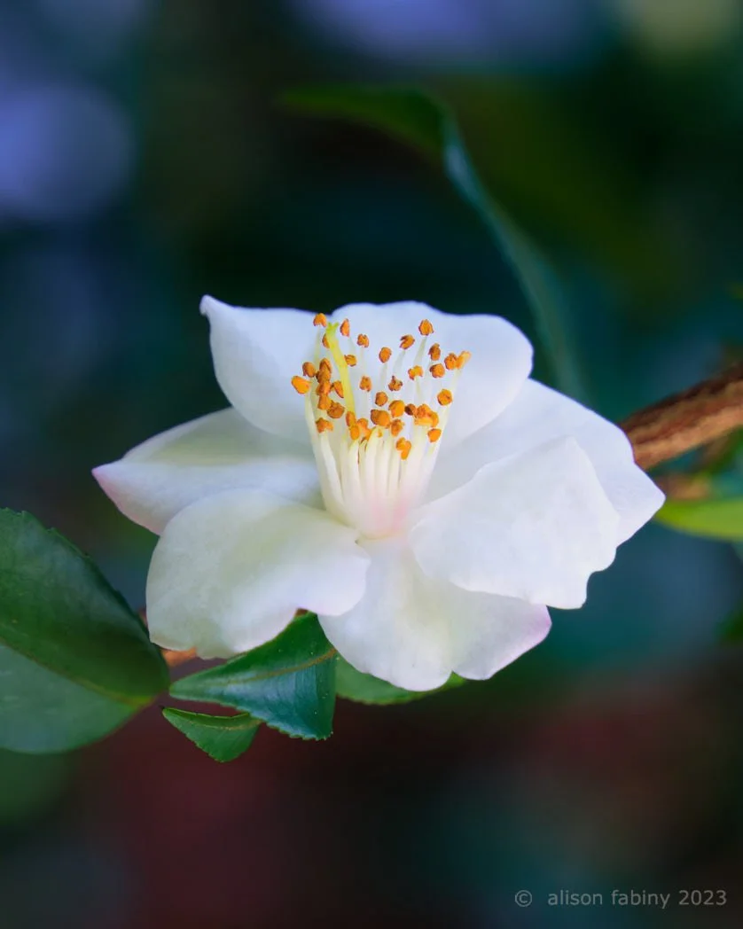 Camelia Twilight No.3