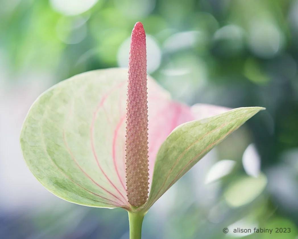 Anthurium Sunrise