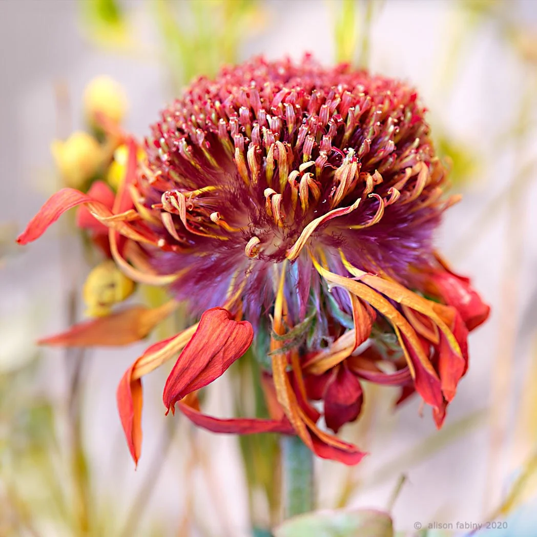 Chrysanthemum Everlasting