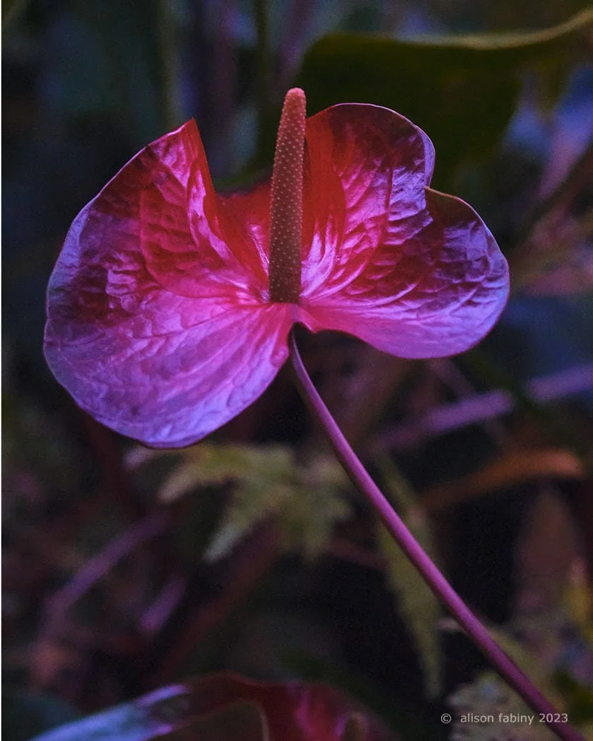 Anthurium Twilight