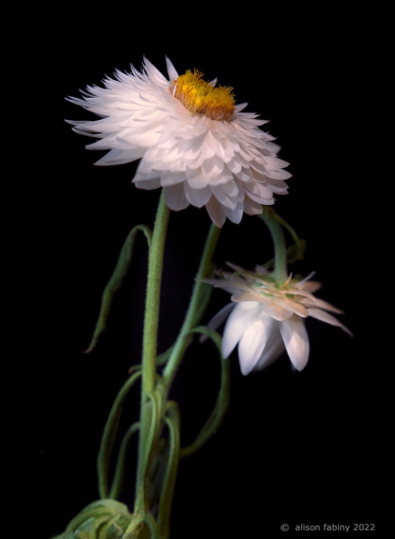Shimmering Paper Daisy