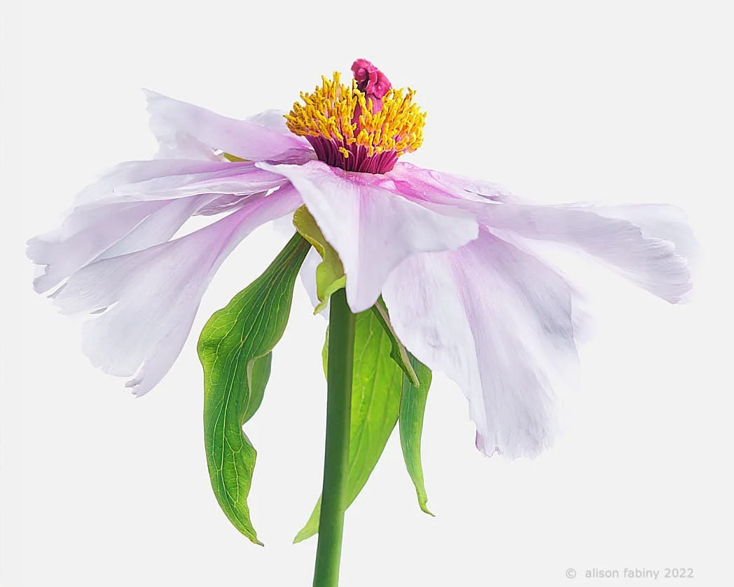Phoenix Peony (Feng Dan Bai)