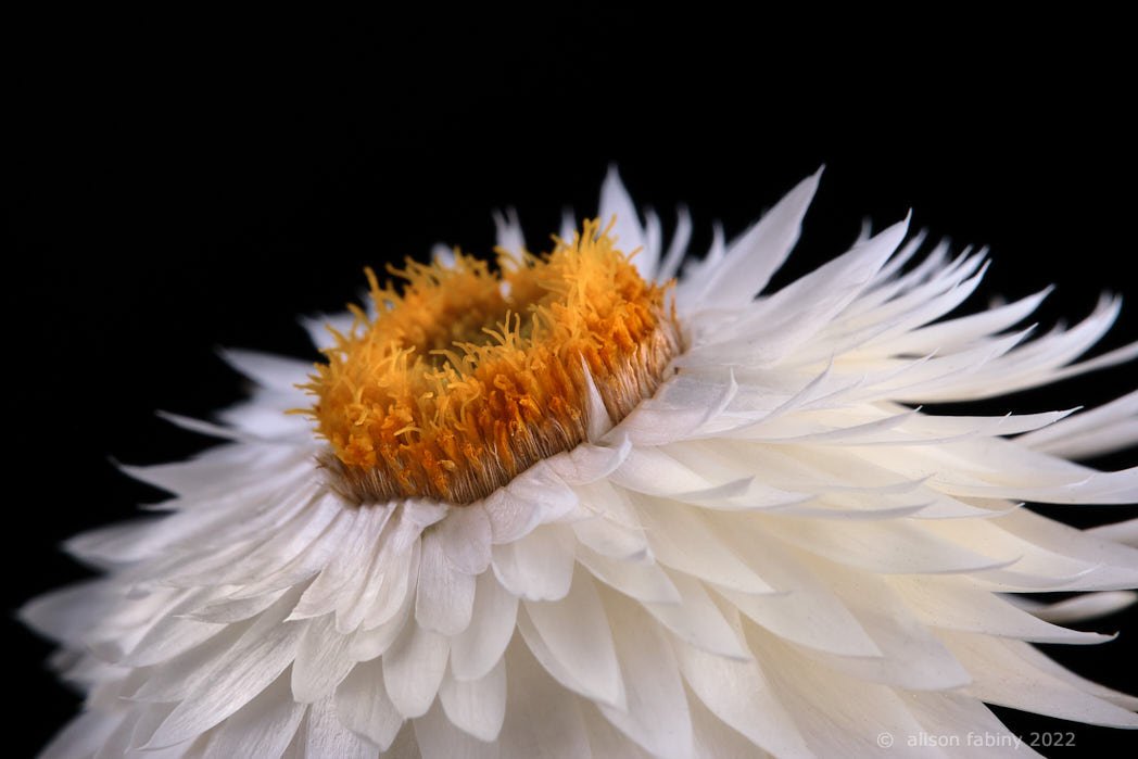 Paper Daisy Plumage 