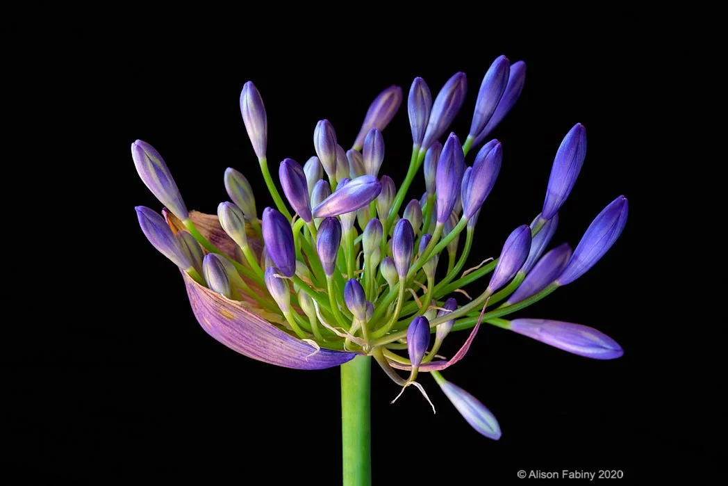 Agapanthus Budding Boat