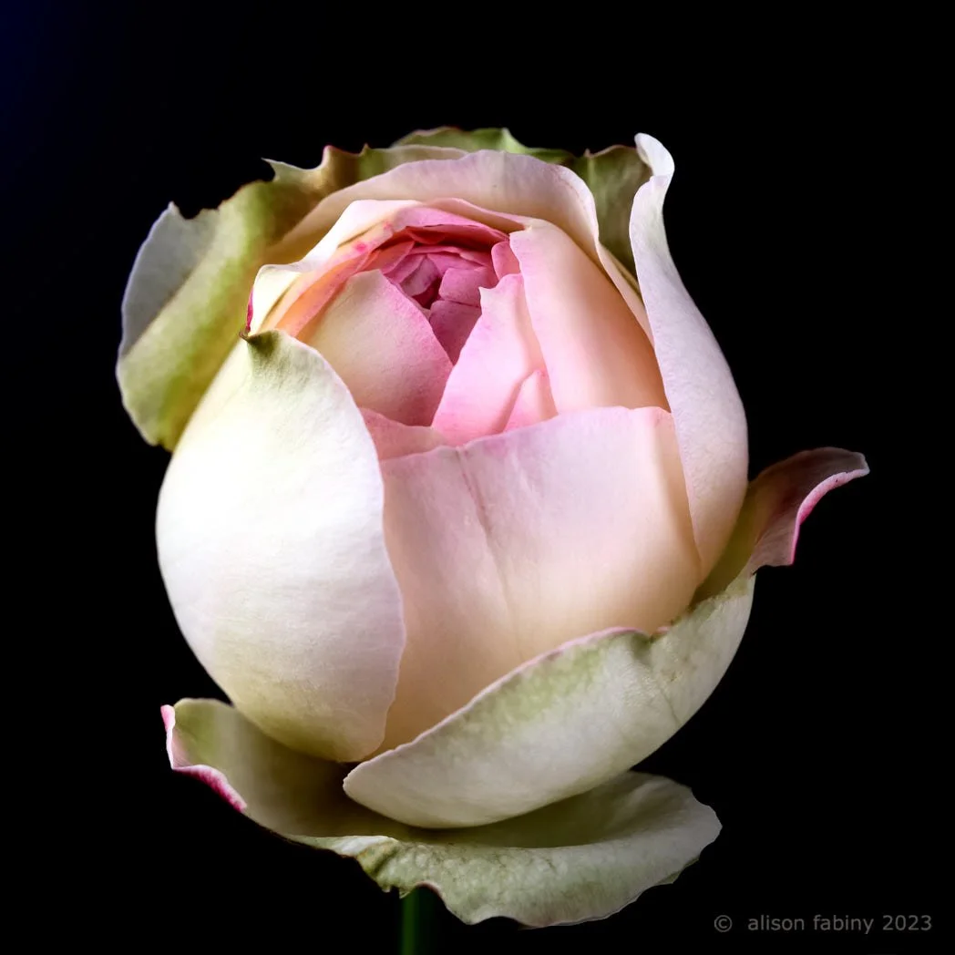 Rose Ball 